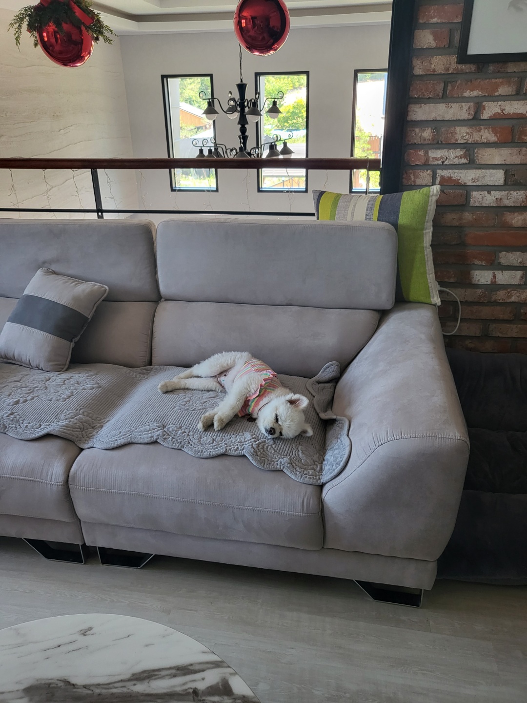 솜솜이 입양 3개월 후기 입니다!