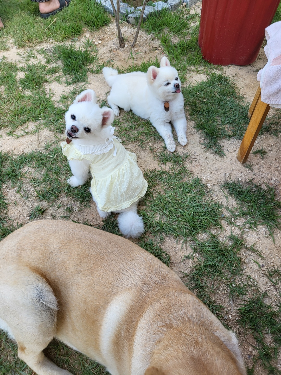 솜솜이 입양 3개월 후기 입니다!