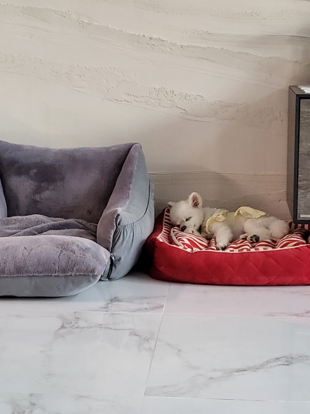 솜솜이 입양 3개월 후기 입니다!