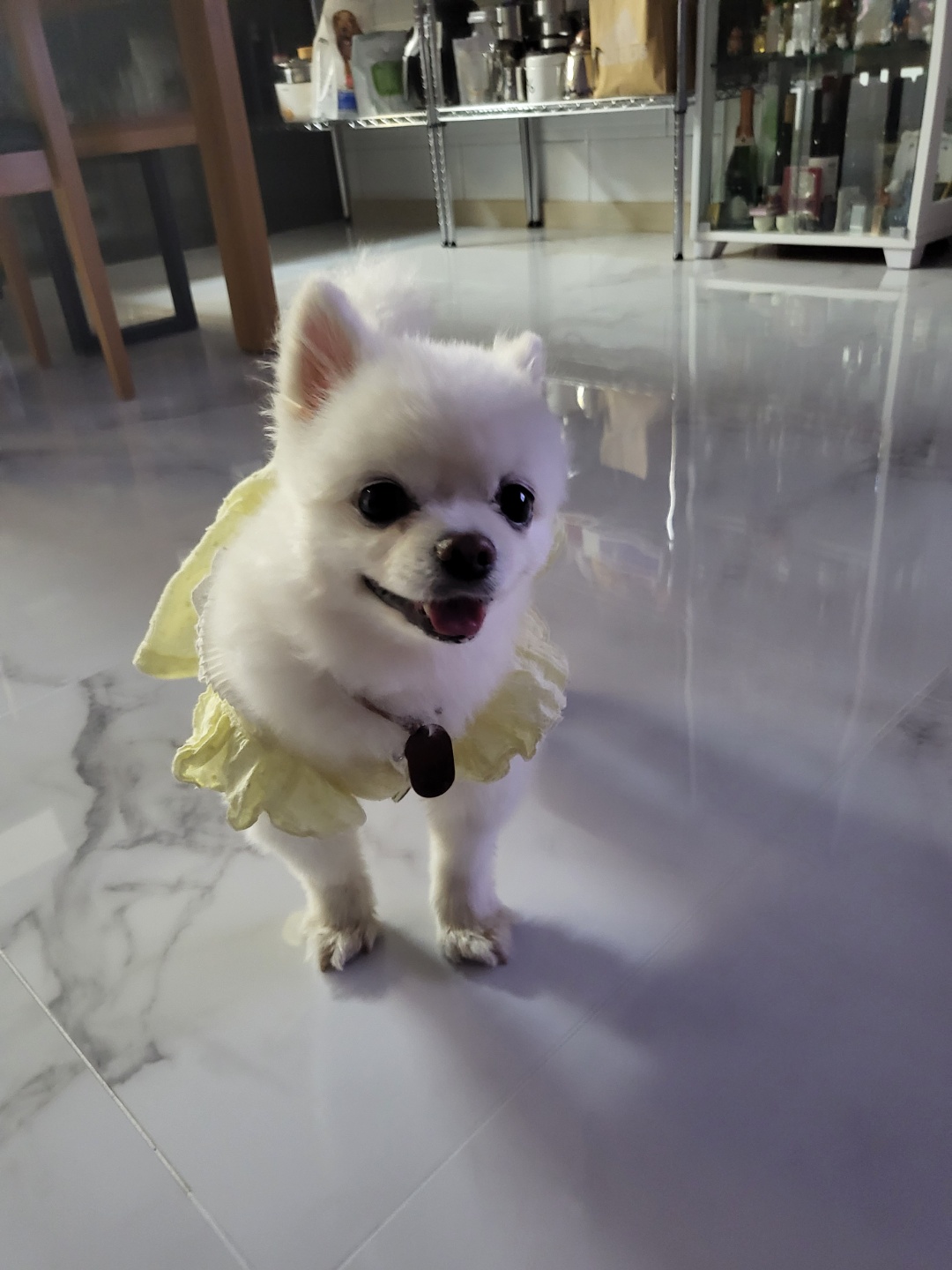 솜솜이 입양 3개월 후기 입니다!