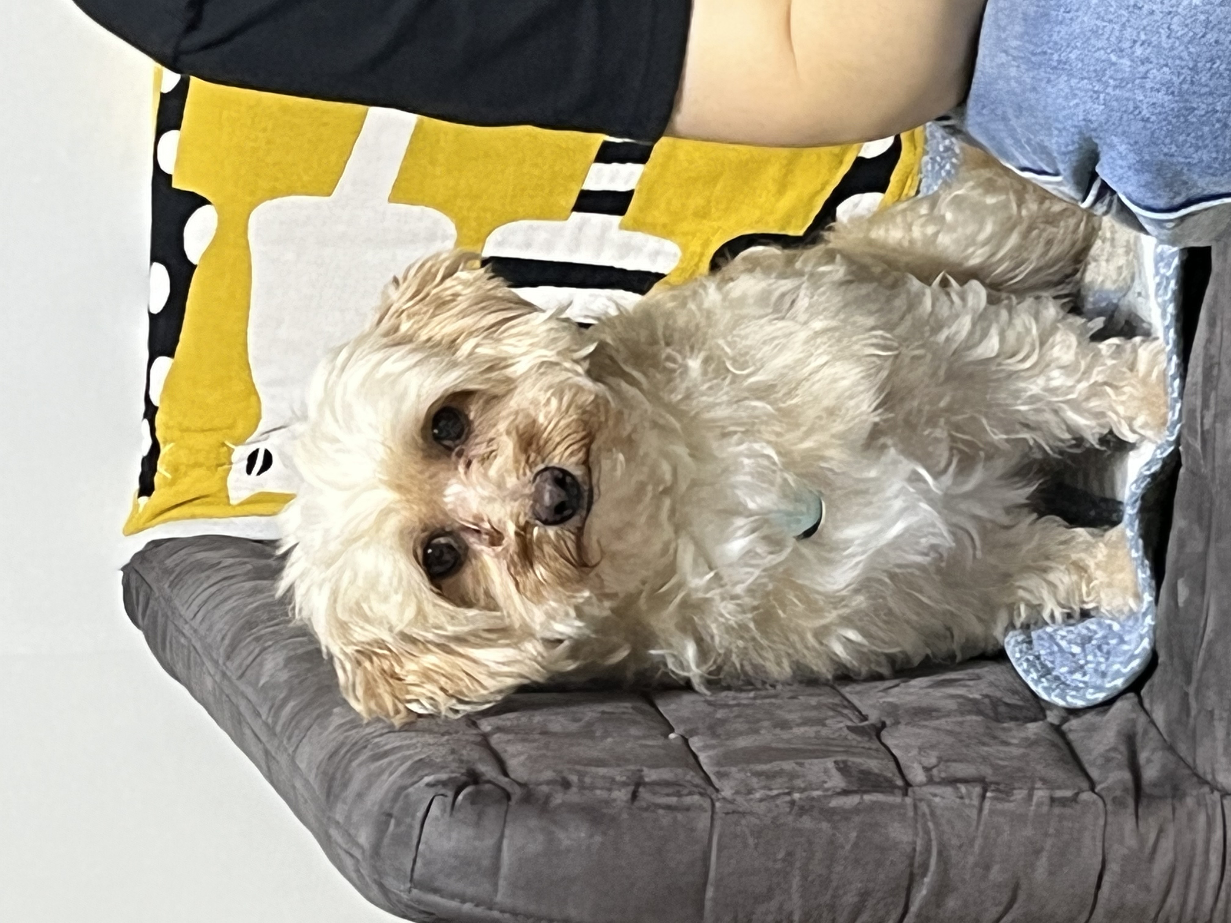 다온이(비비) 3개월차