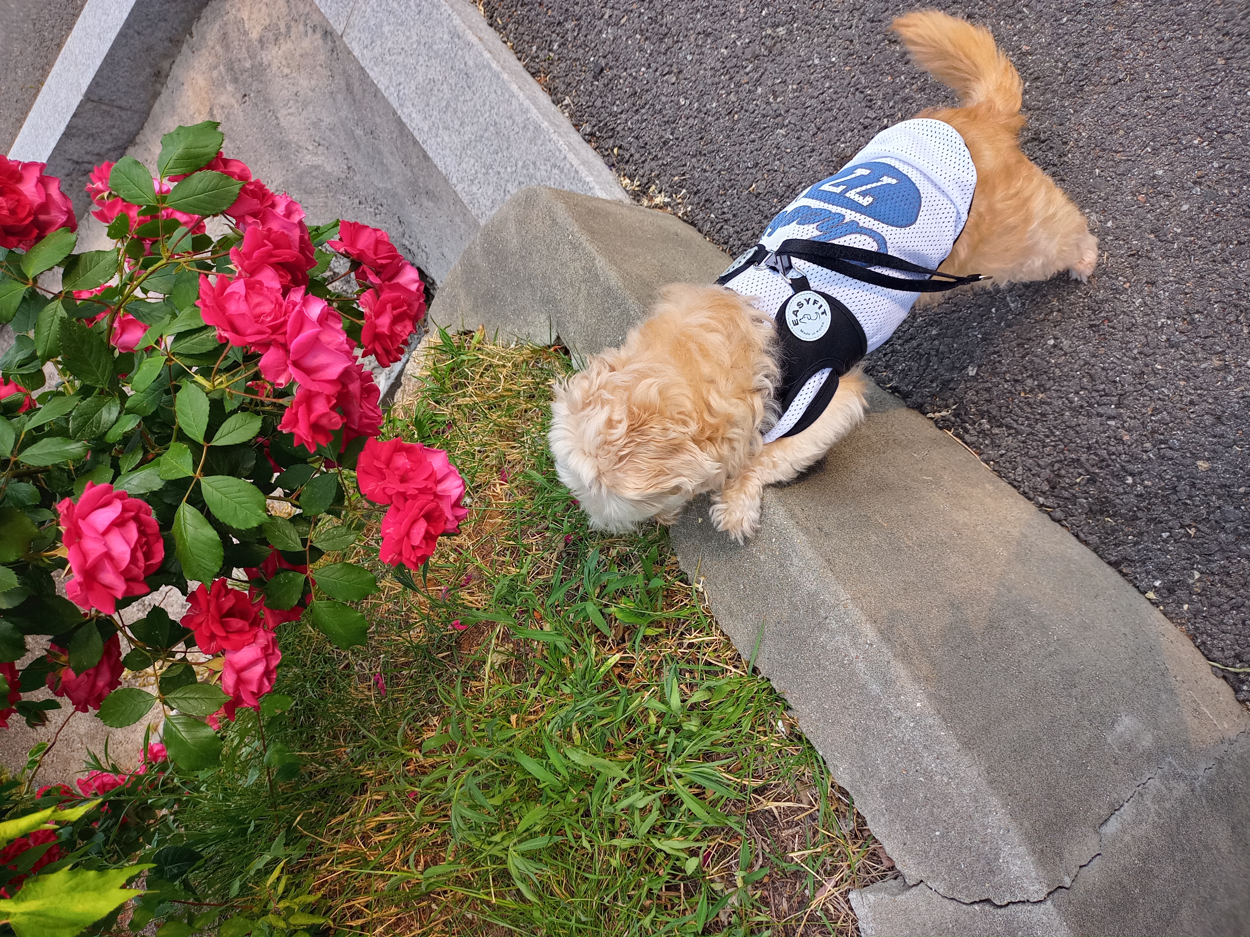 다온이(비비) 3개월차