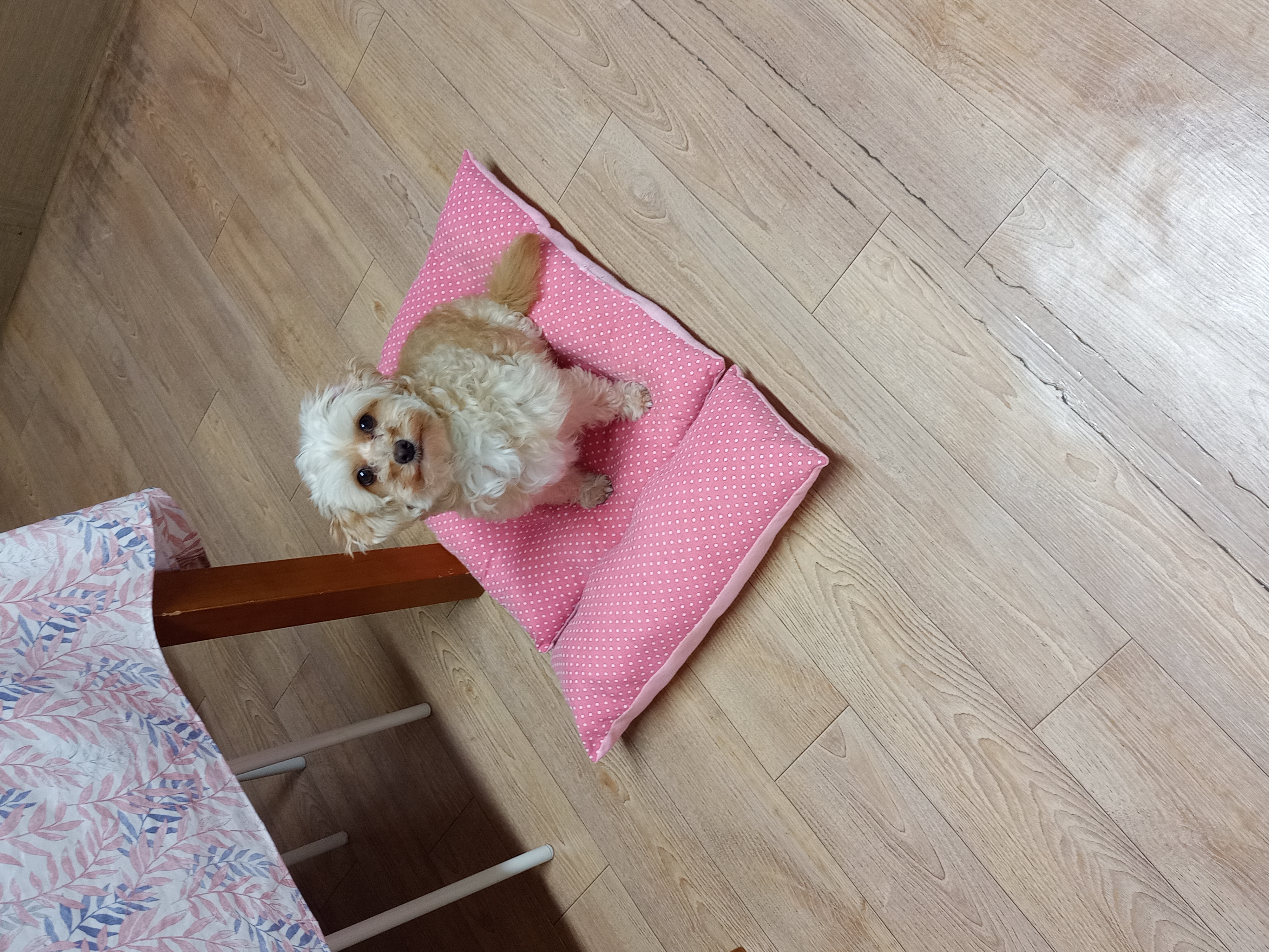 다온이(비비) 3개월차