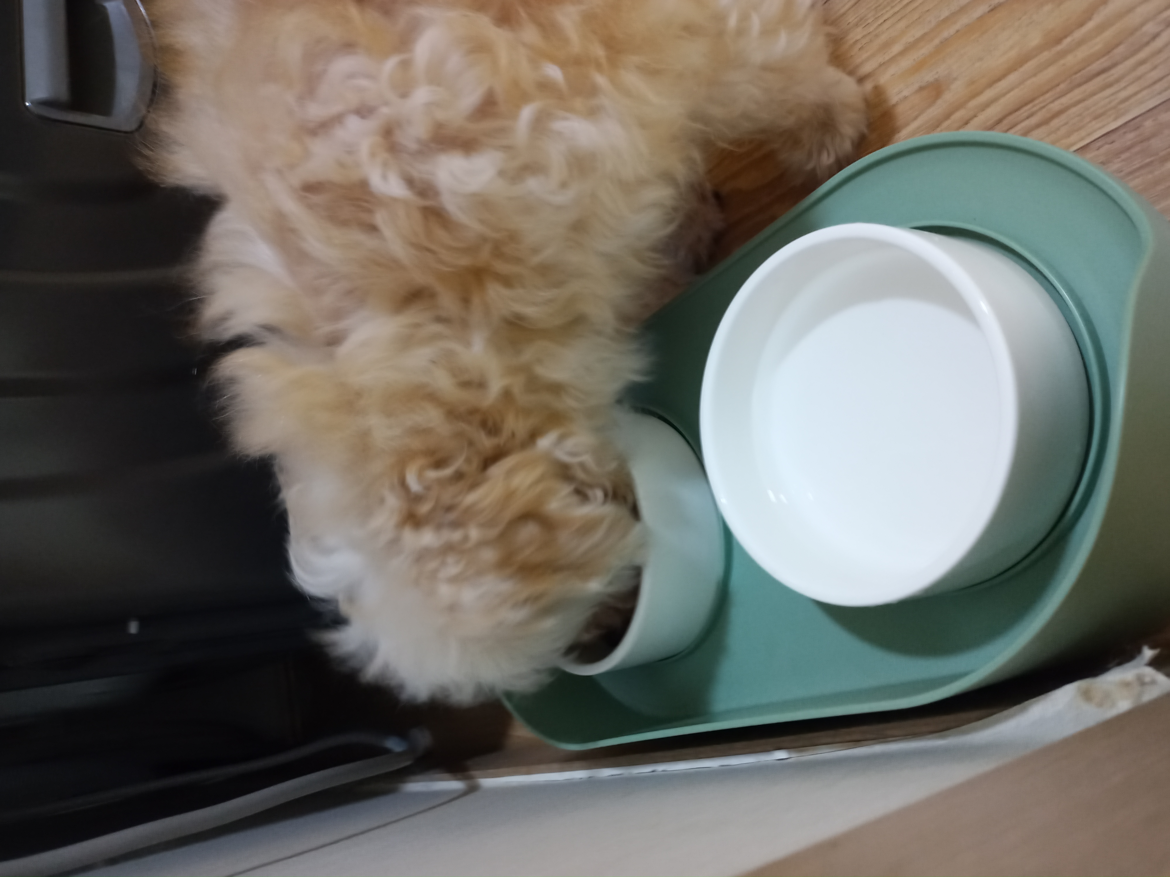 다온이(비비) 3개월차