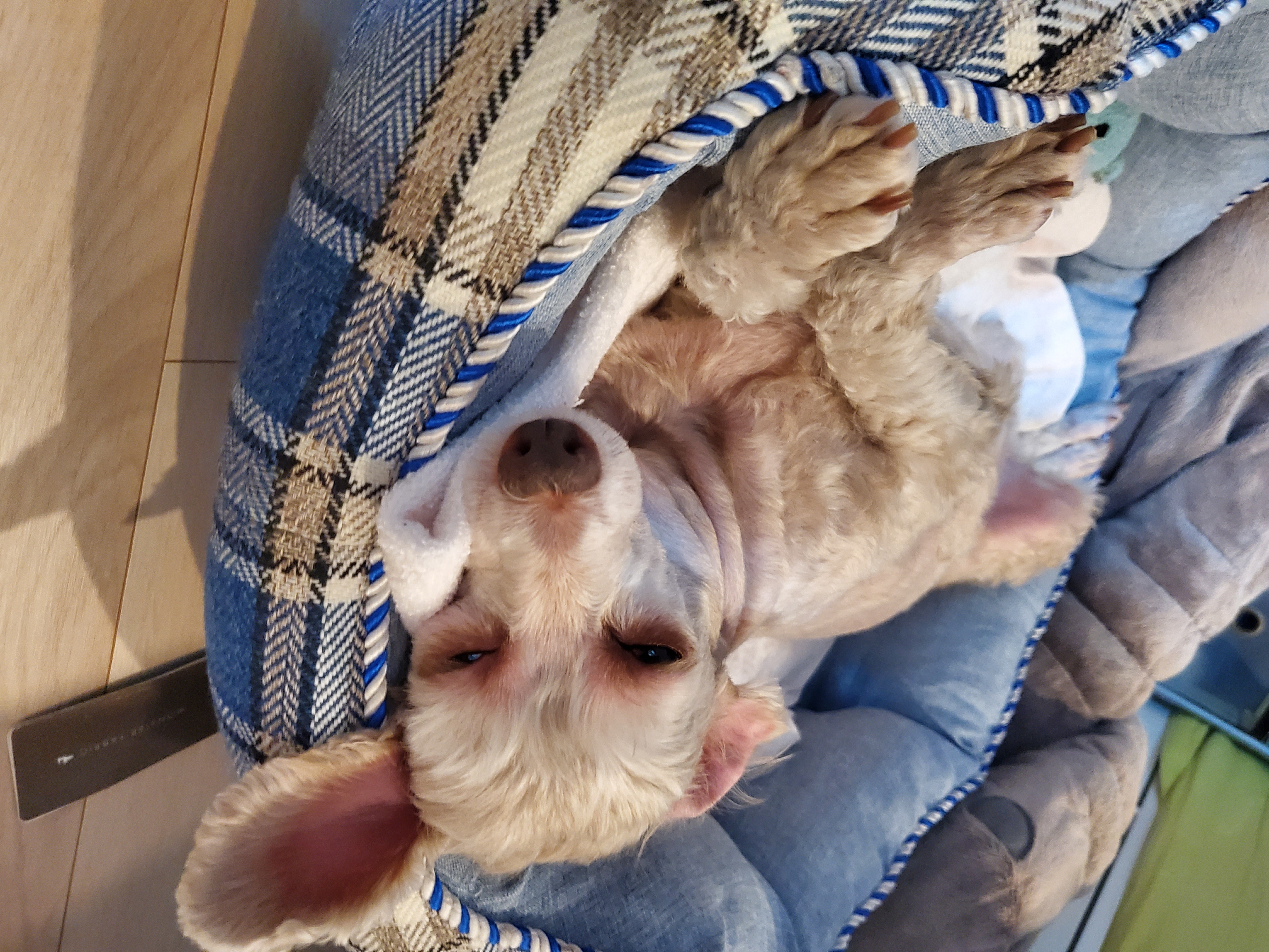 2019년 입양한 시흥13번 꽃순이^^