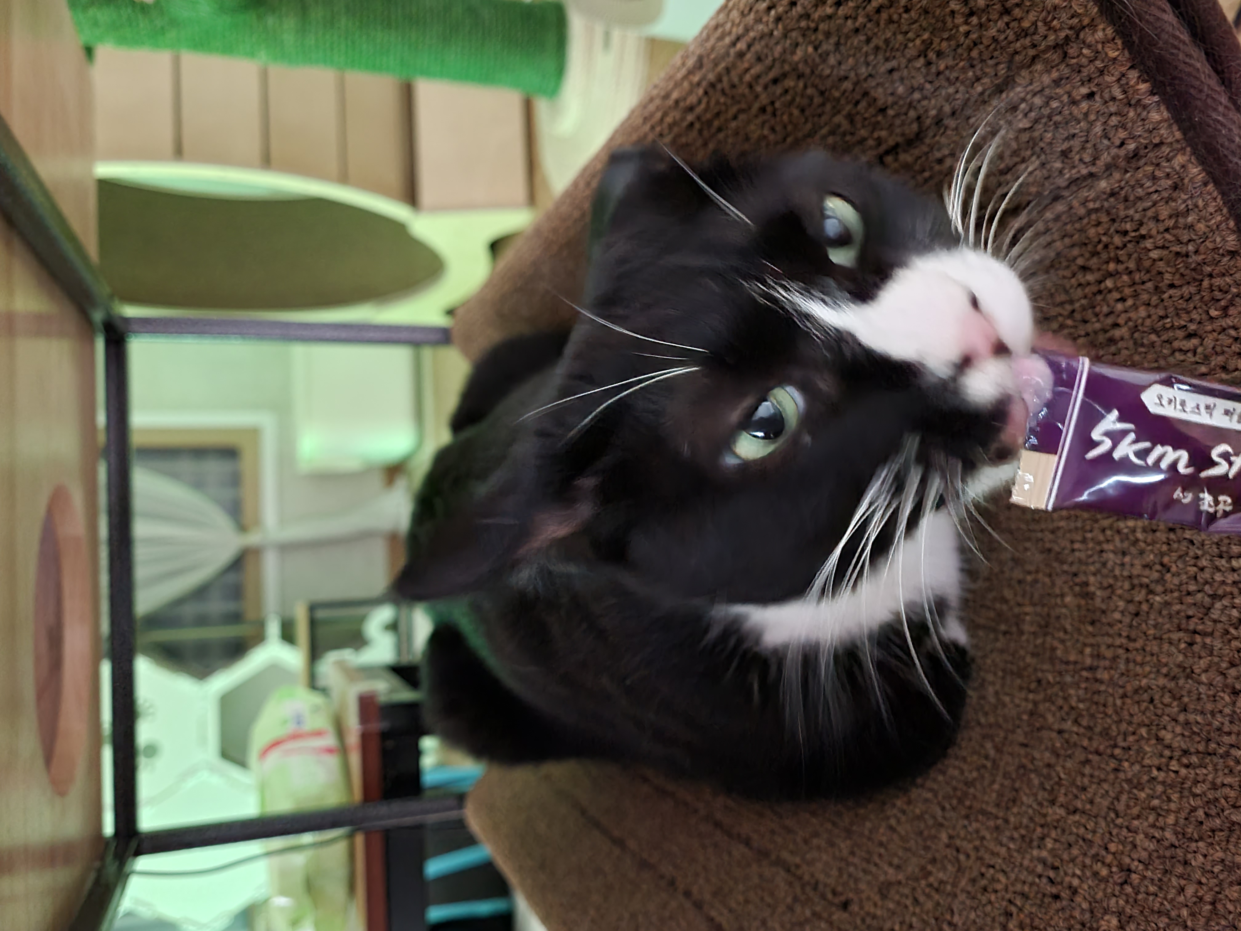 이루 !! 레오야 동생하고 잘 지내줘ㅜ 