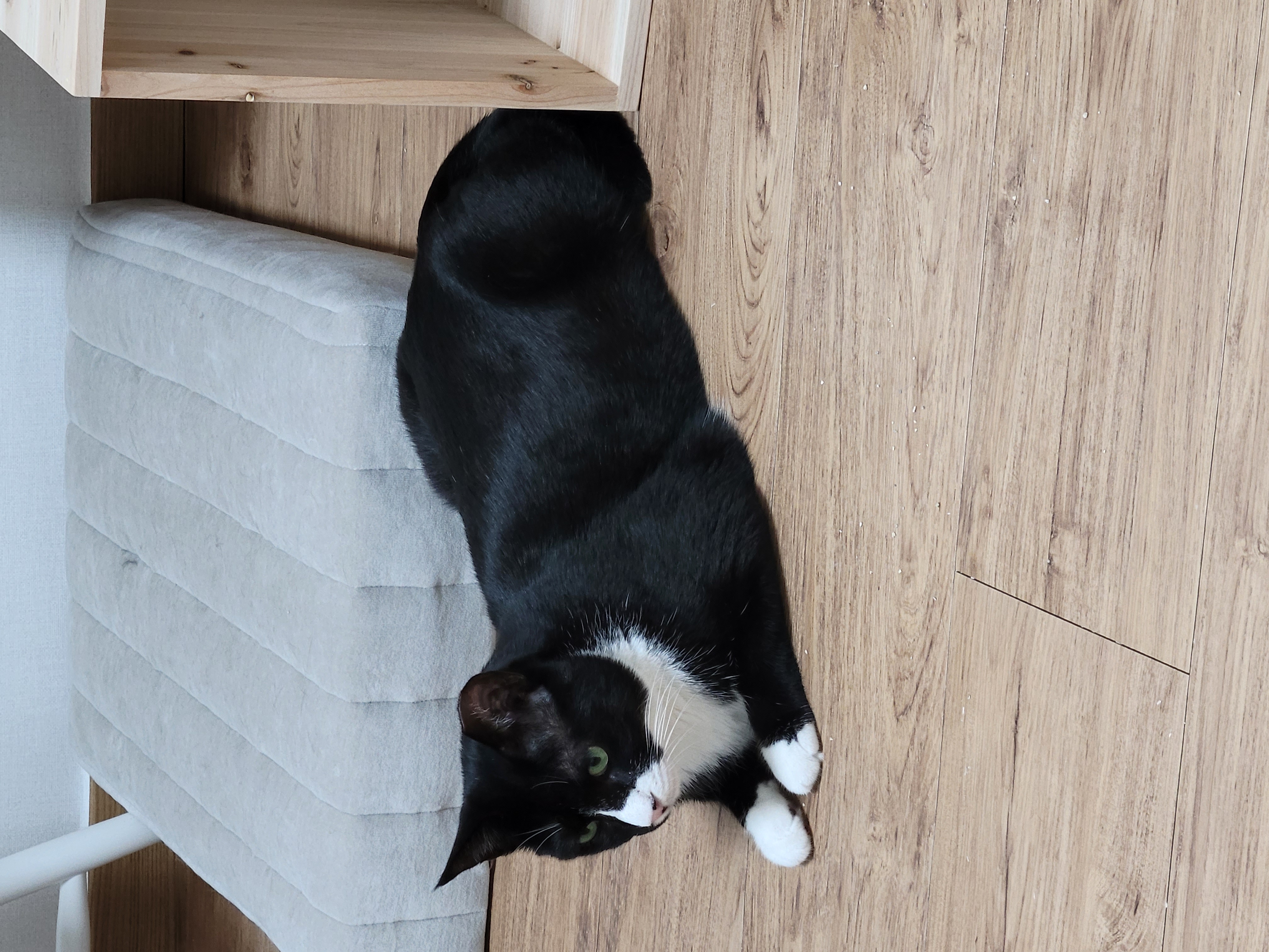 이루 !! 레오야 동생하고 잘 지내줘ㅜ 