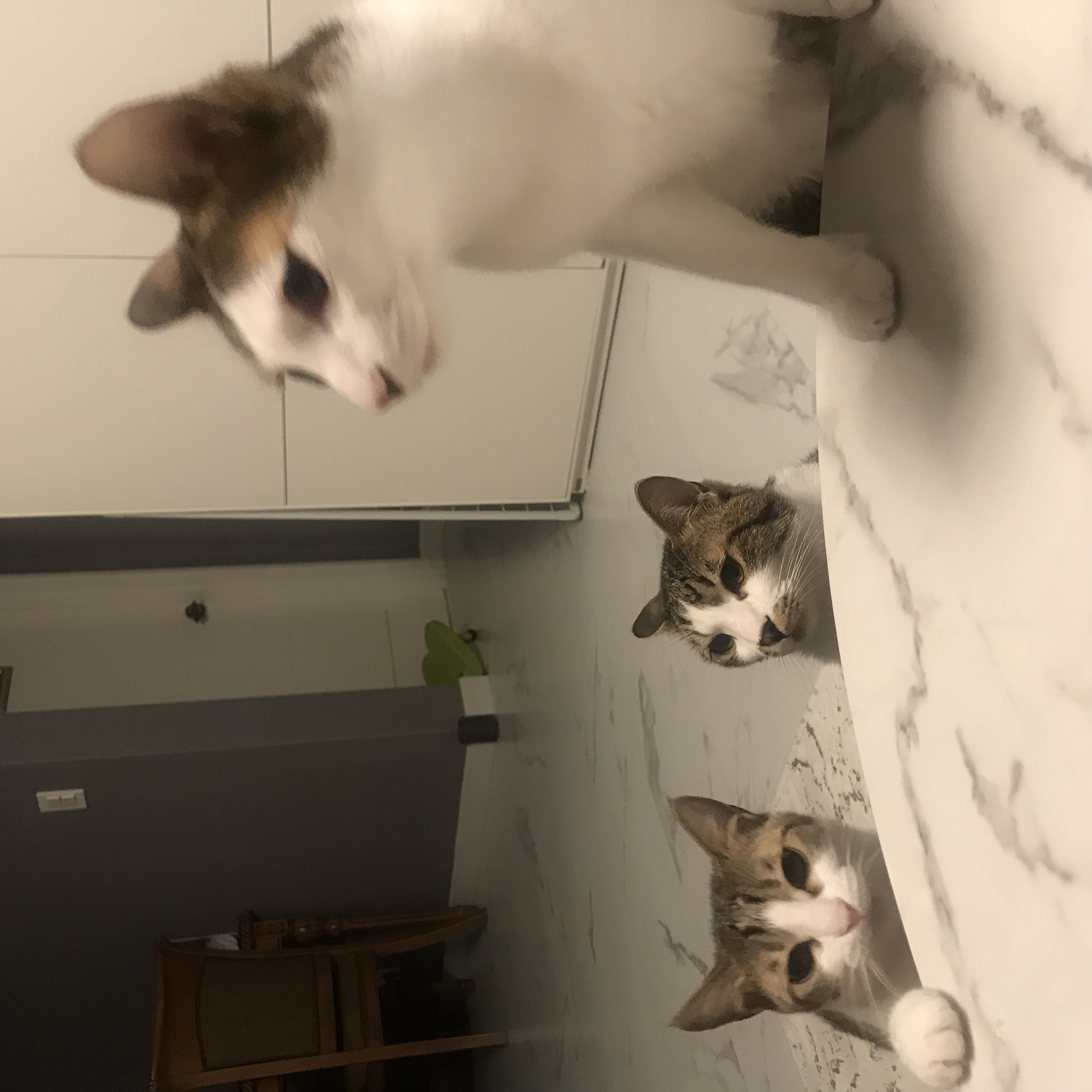 보배 방울 강이