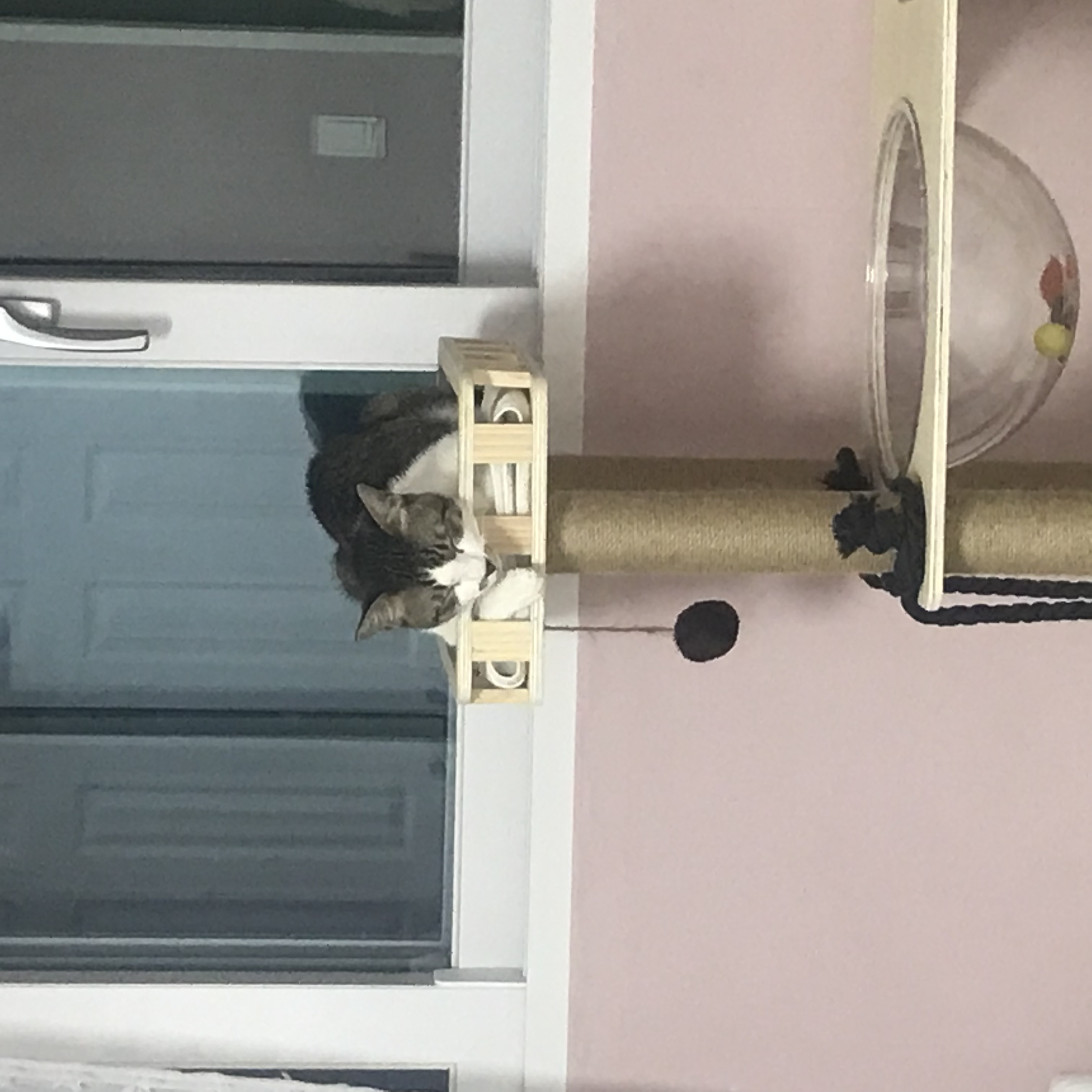 보배 방울 강이