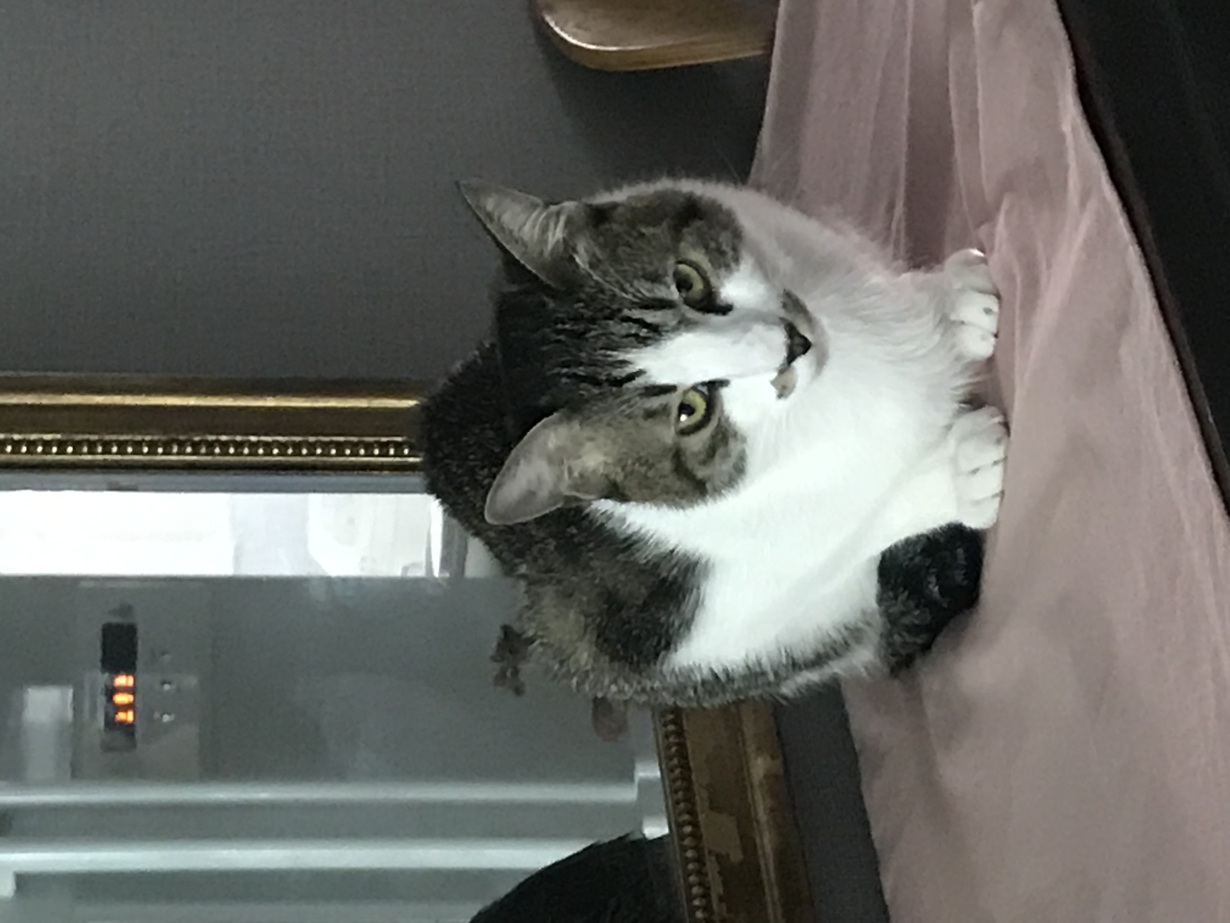 보배 방울 강이