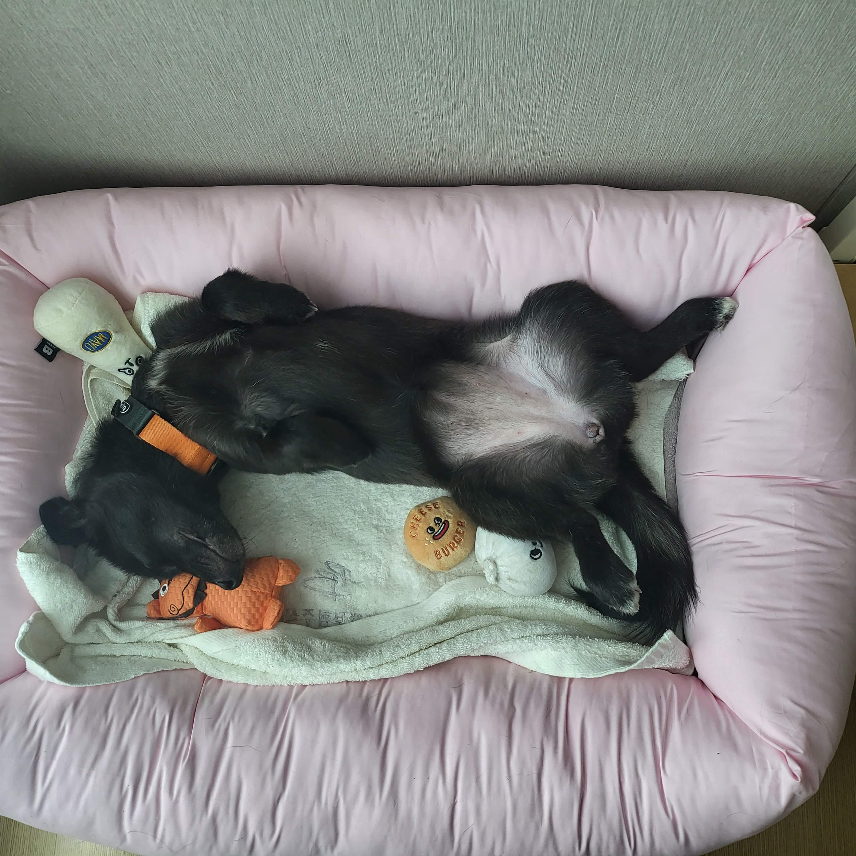 달곰이(옐로우)가 온 지 1개월이 지났네요!