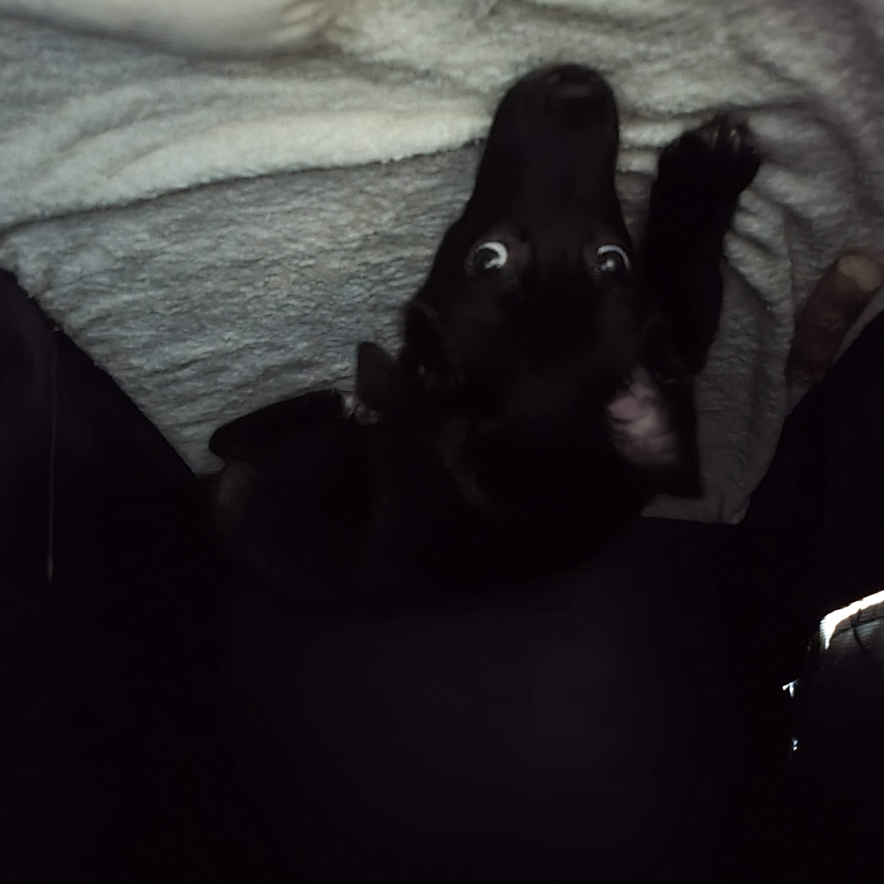 달곰이(옐로우)가 온 지 1개월이 지났네요!