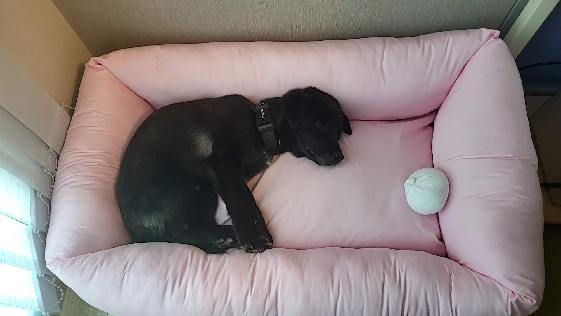 달곰이(옐로우)가 온 지 1개월이 지났네요!