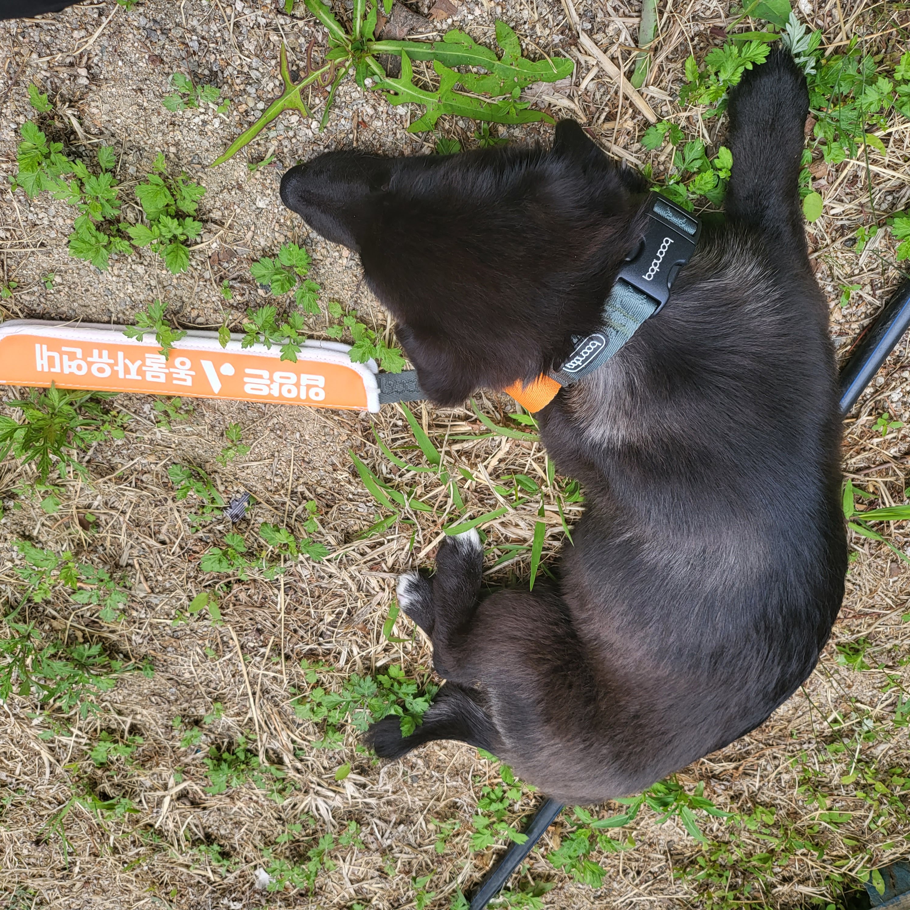 달곰이(옐로우)가 온 지 1개월이 지났네요!
