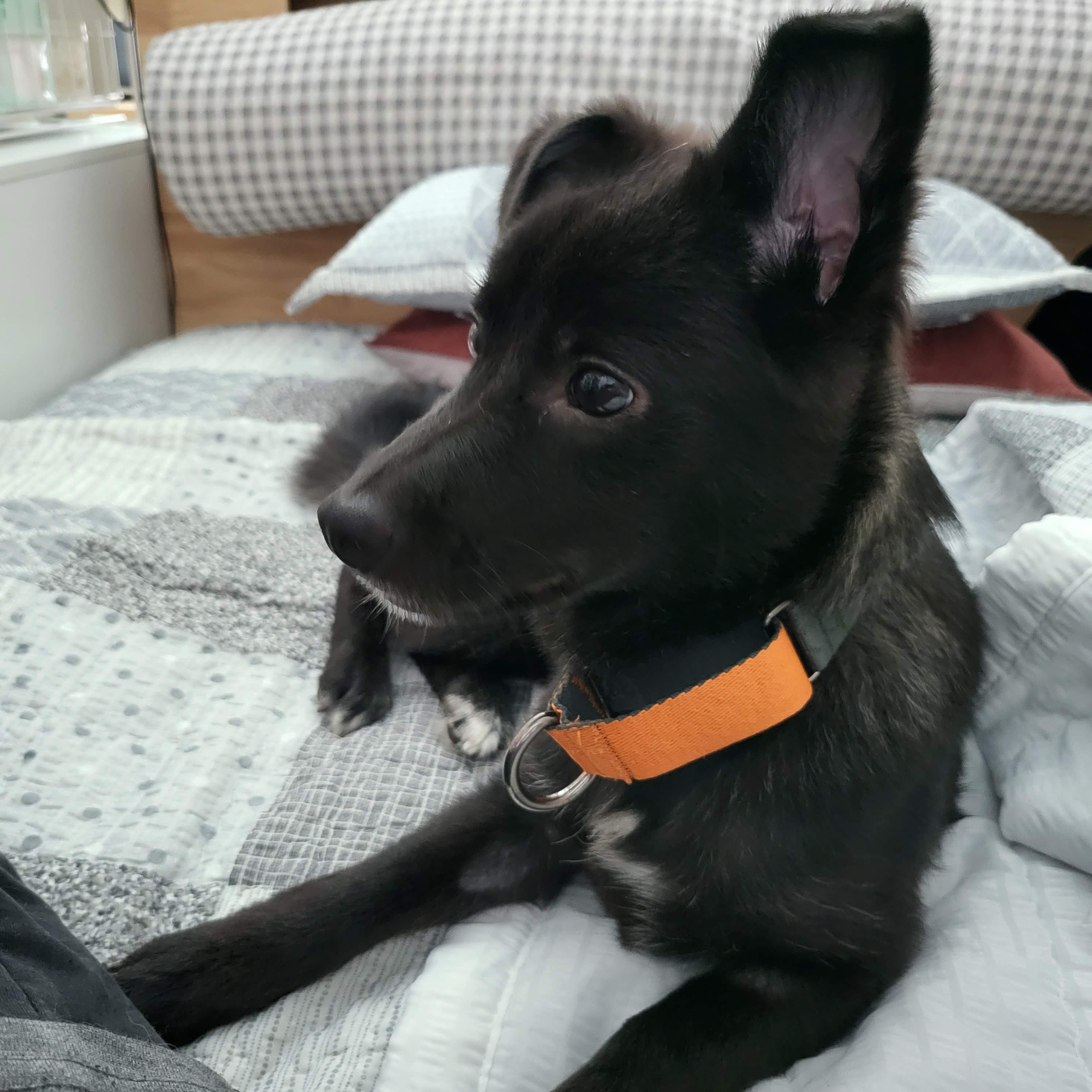 달곰이(옐로우)가 온 지 1개월이 지났네요!