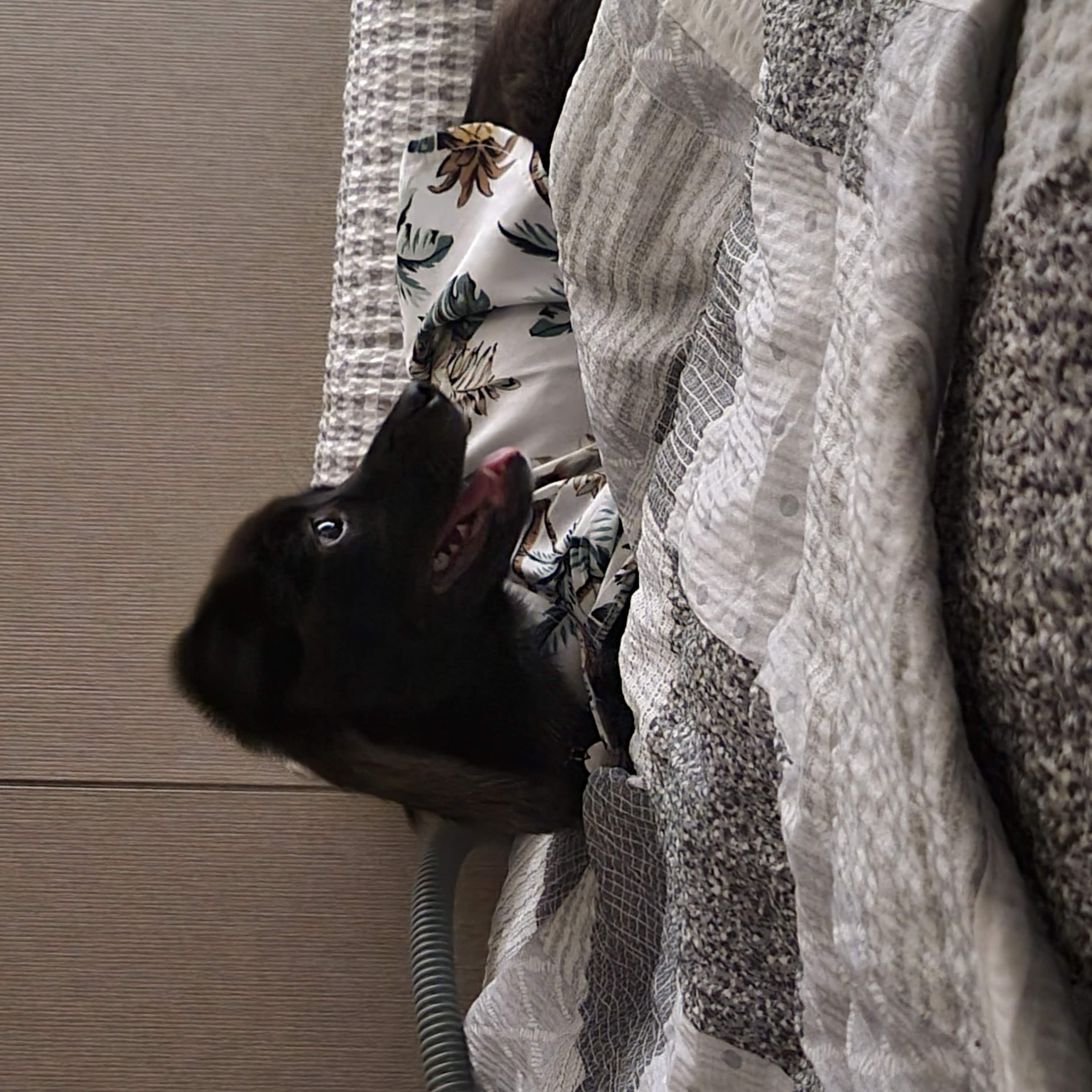 달곰이(옐로우)가 온 지 1개월이 지났네요!