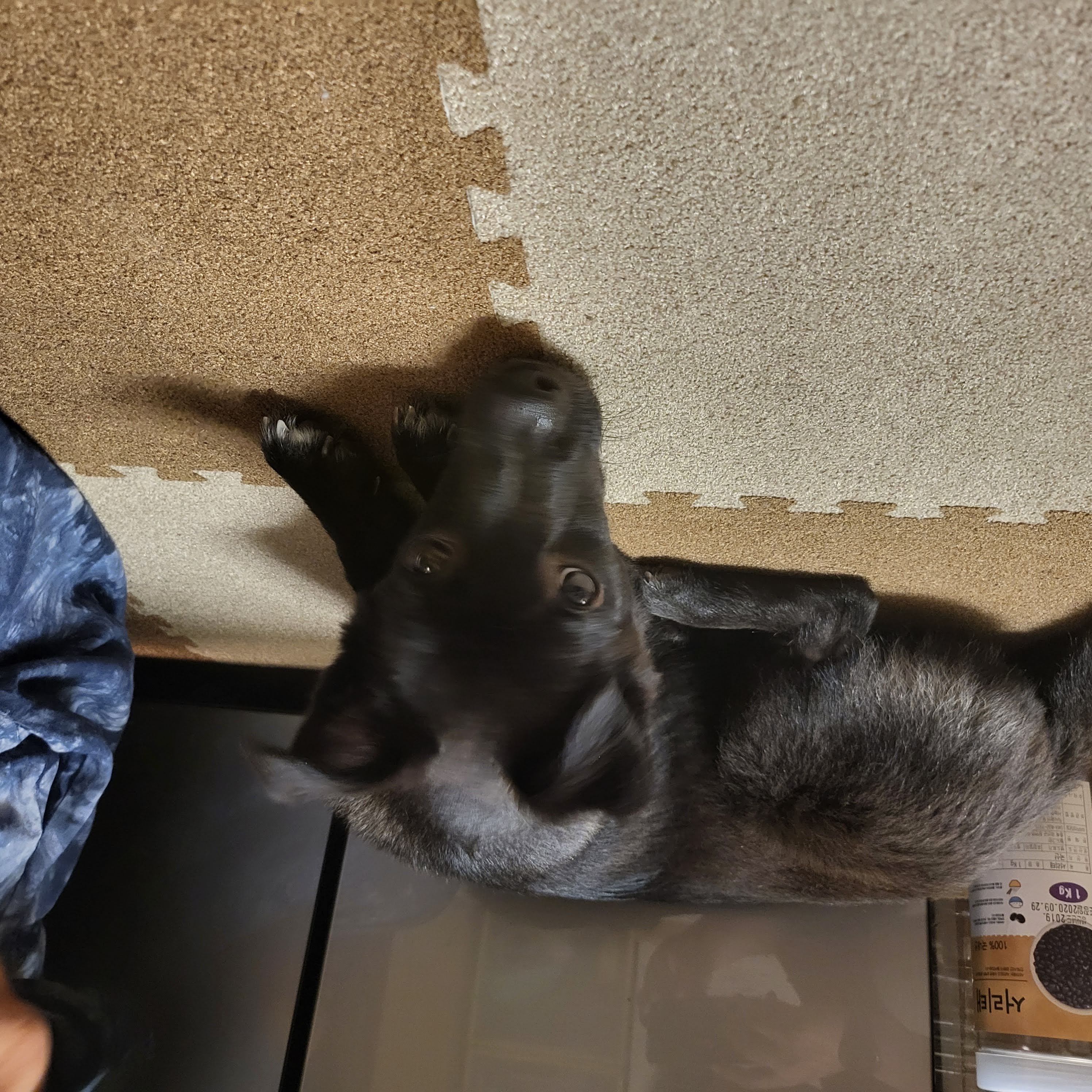 달곰이(옐로우)가 온 지 1개월이 지났네요!