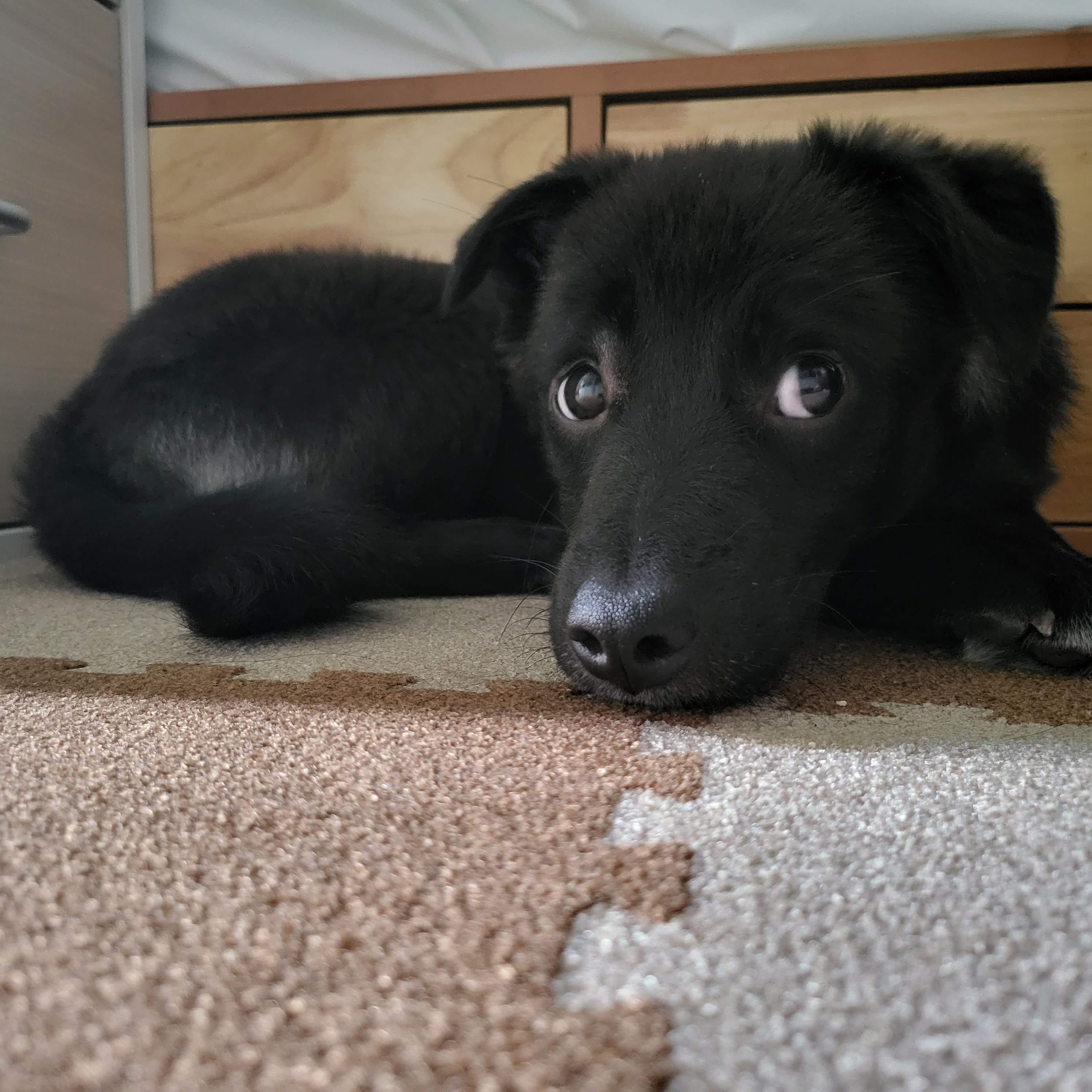 달곰이(옐로우)가 온 지 1개월이 지났네요!