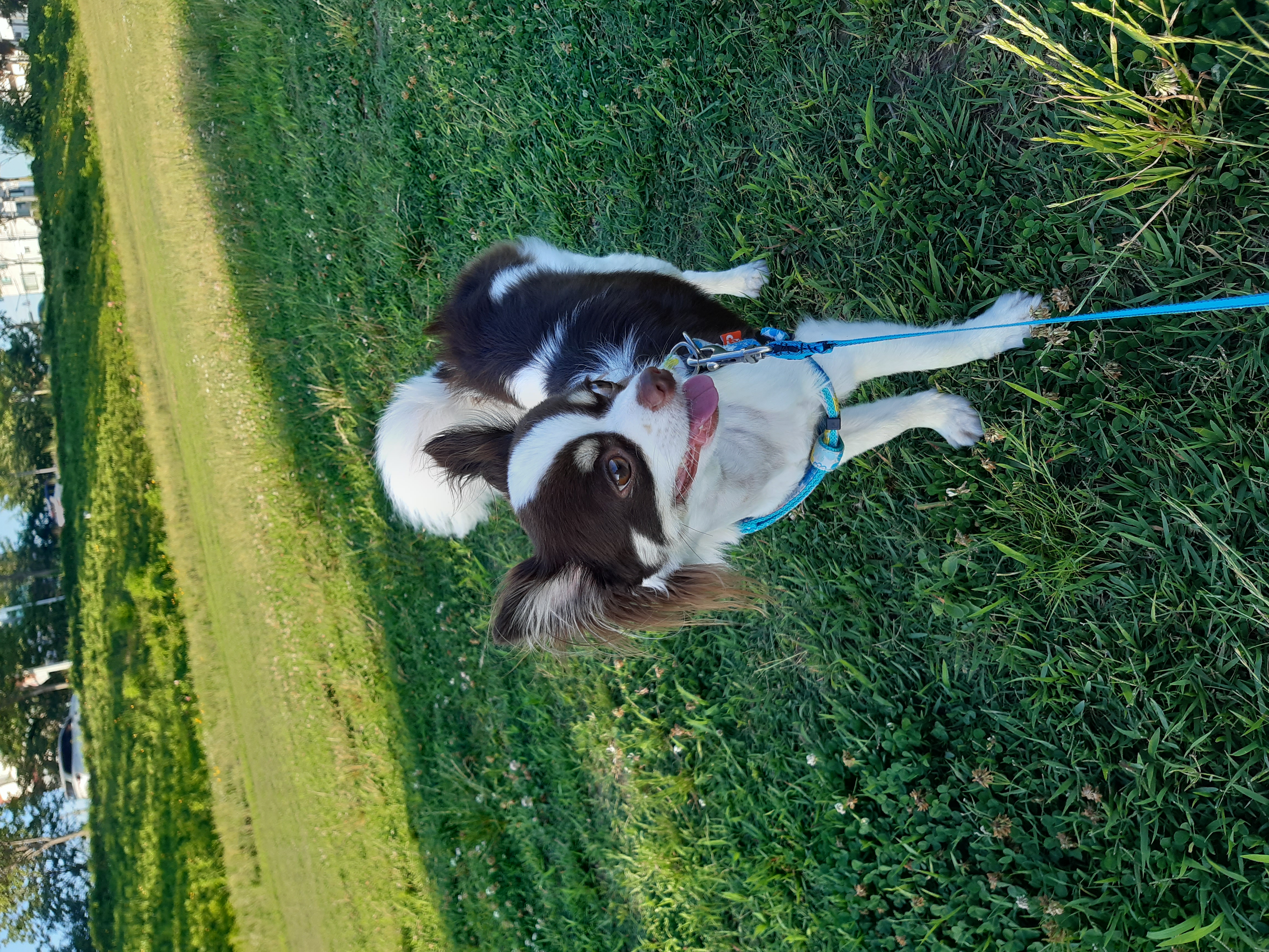 뽀롱이집에온지37개월입니다