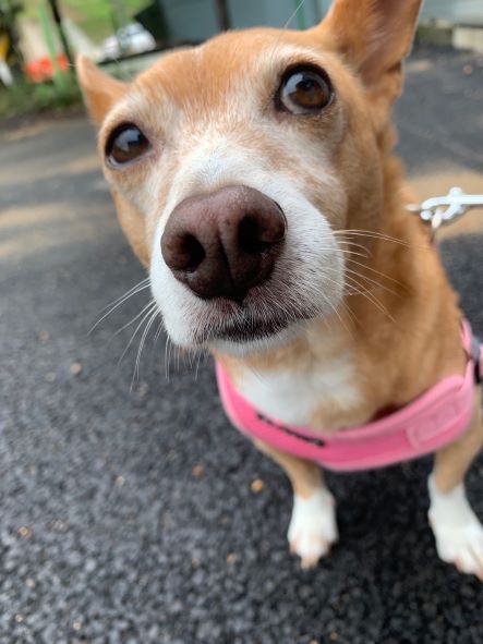 단심이 소식 나눕니다