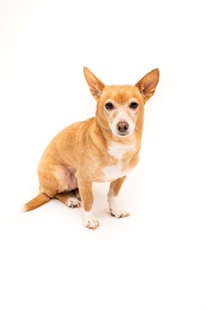 단심이 소식 나눕니다