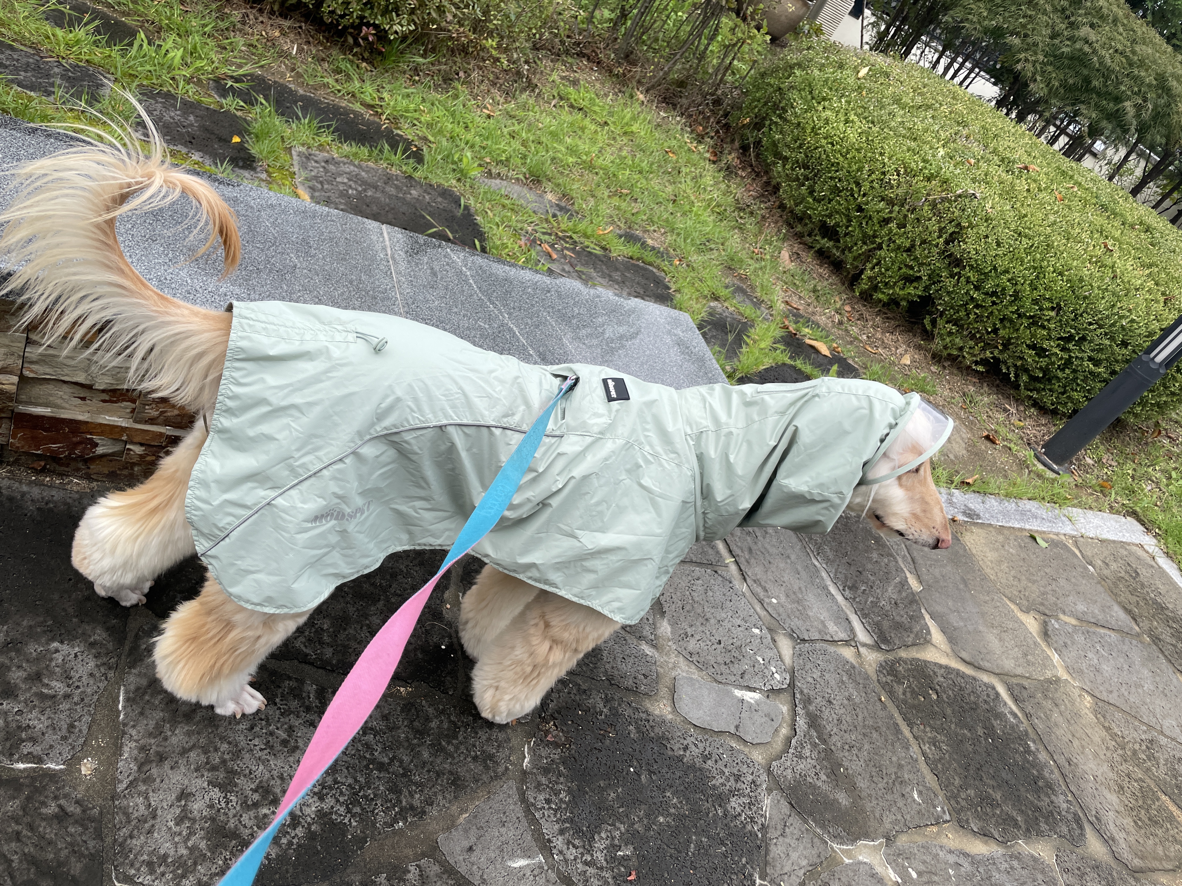 라나 일년 후 이야기