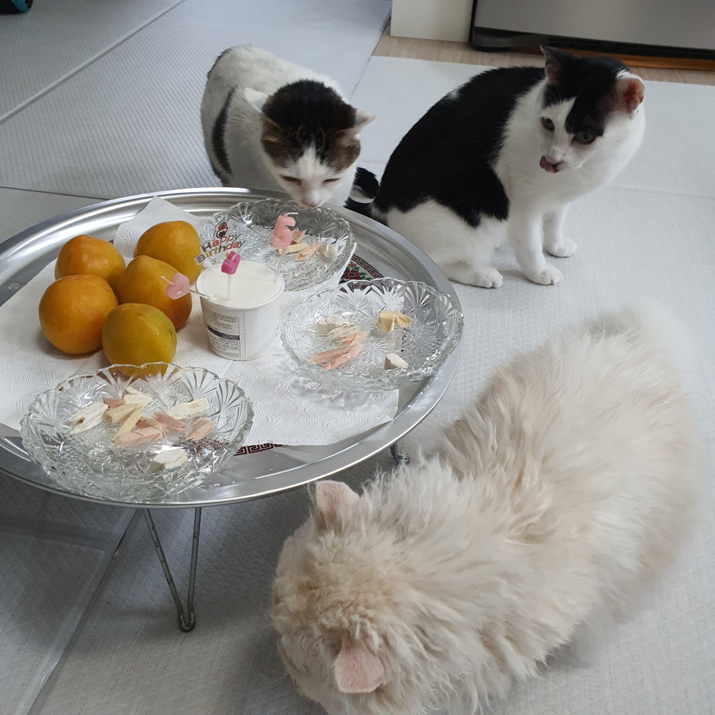 꿀이(로이) 5살 생일