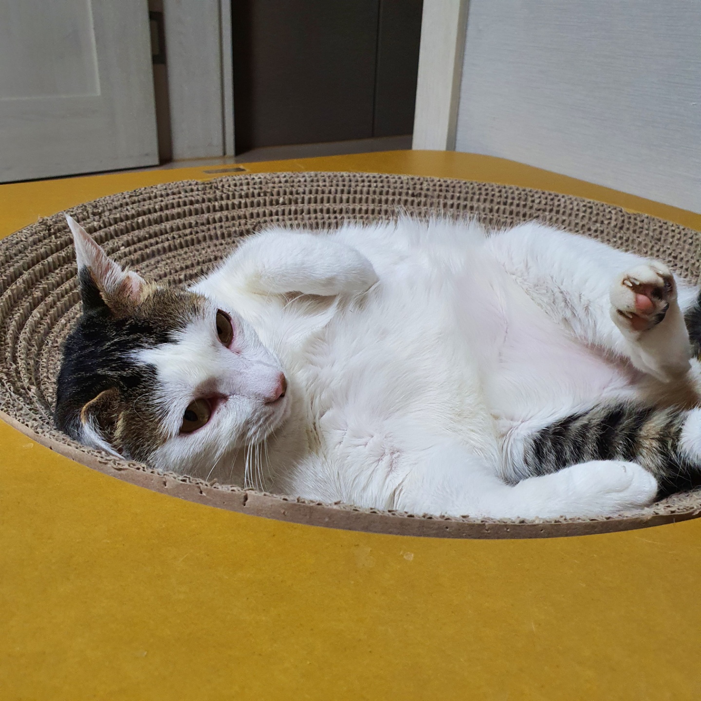 꿀이(로이) 5살 생일