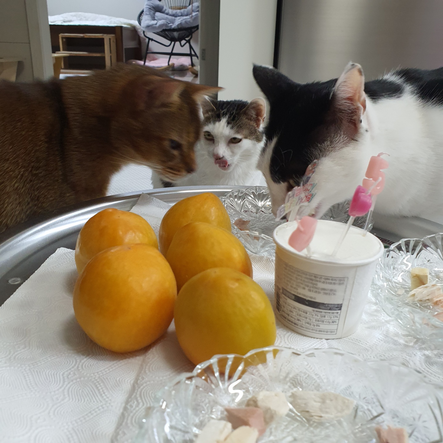 꿀이(로이) 5살 생일