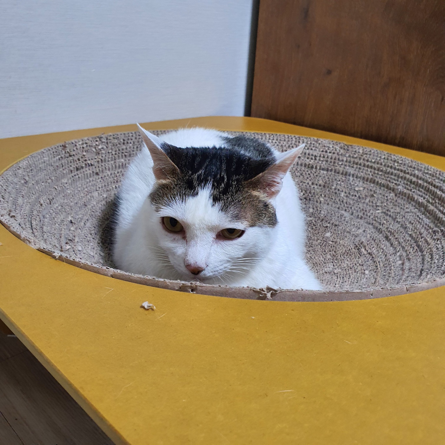 꿀이(로이) 5살 생일