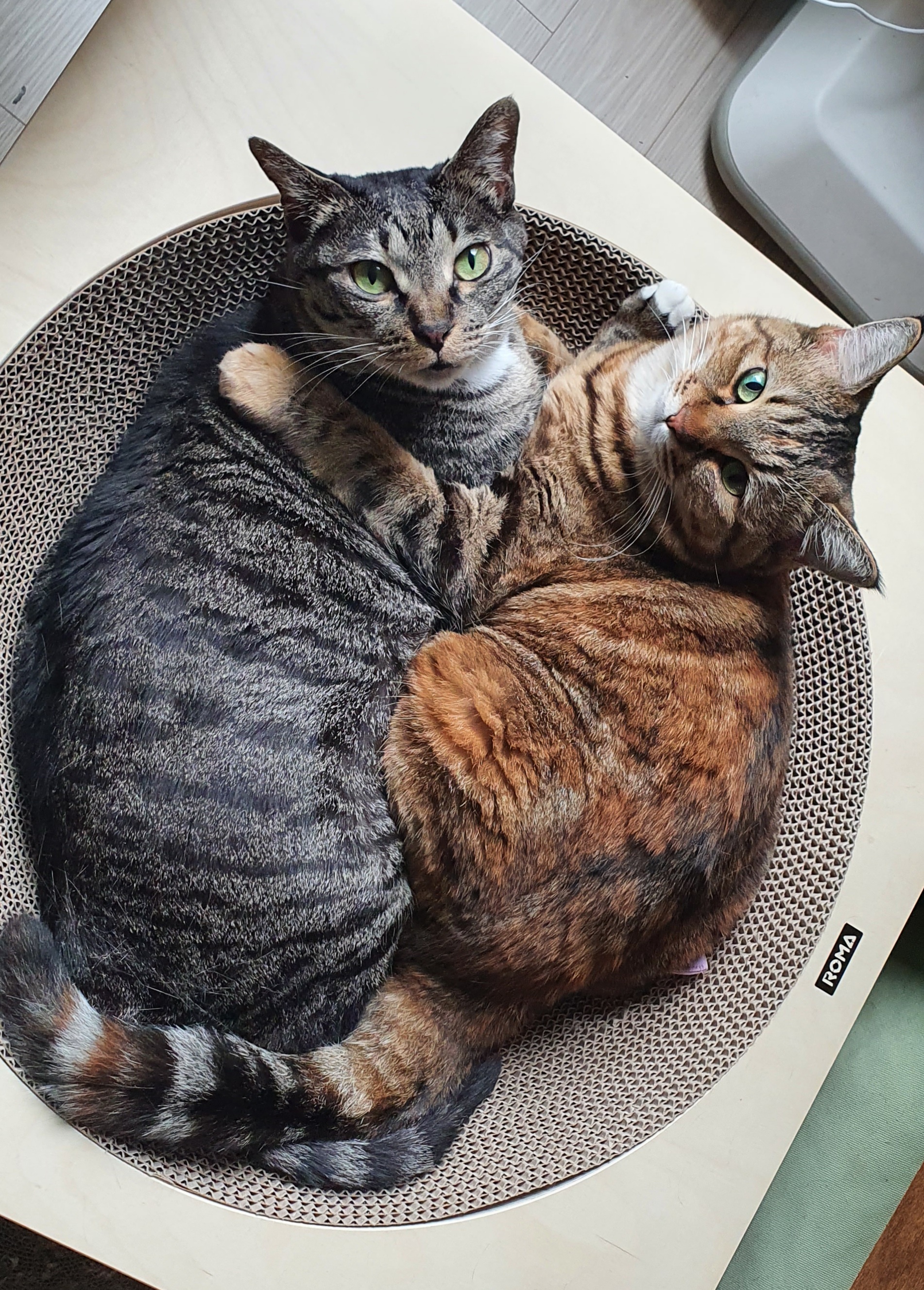 만두와 벌써 6년~