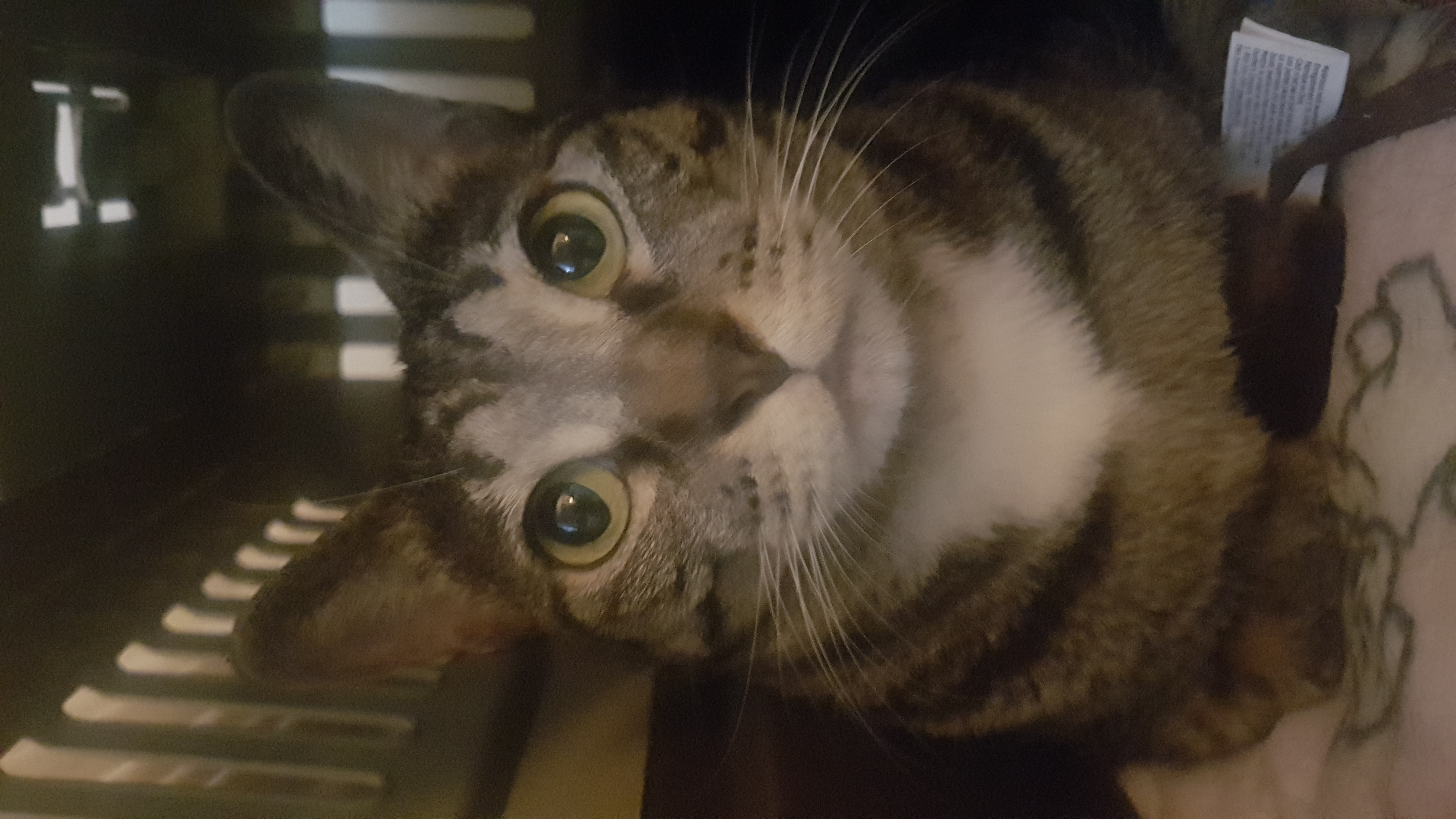 만두와 벌써 6년~