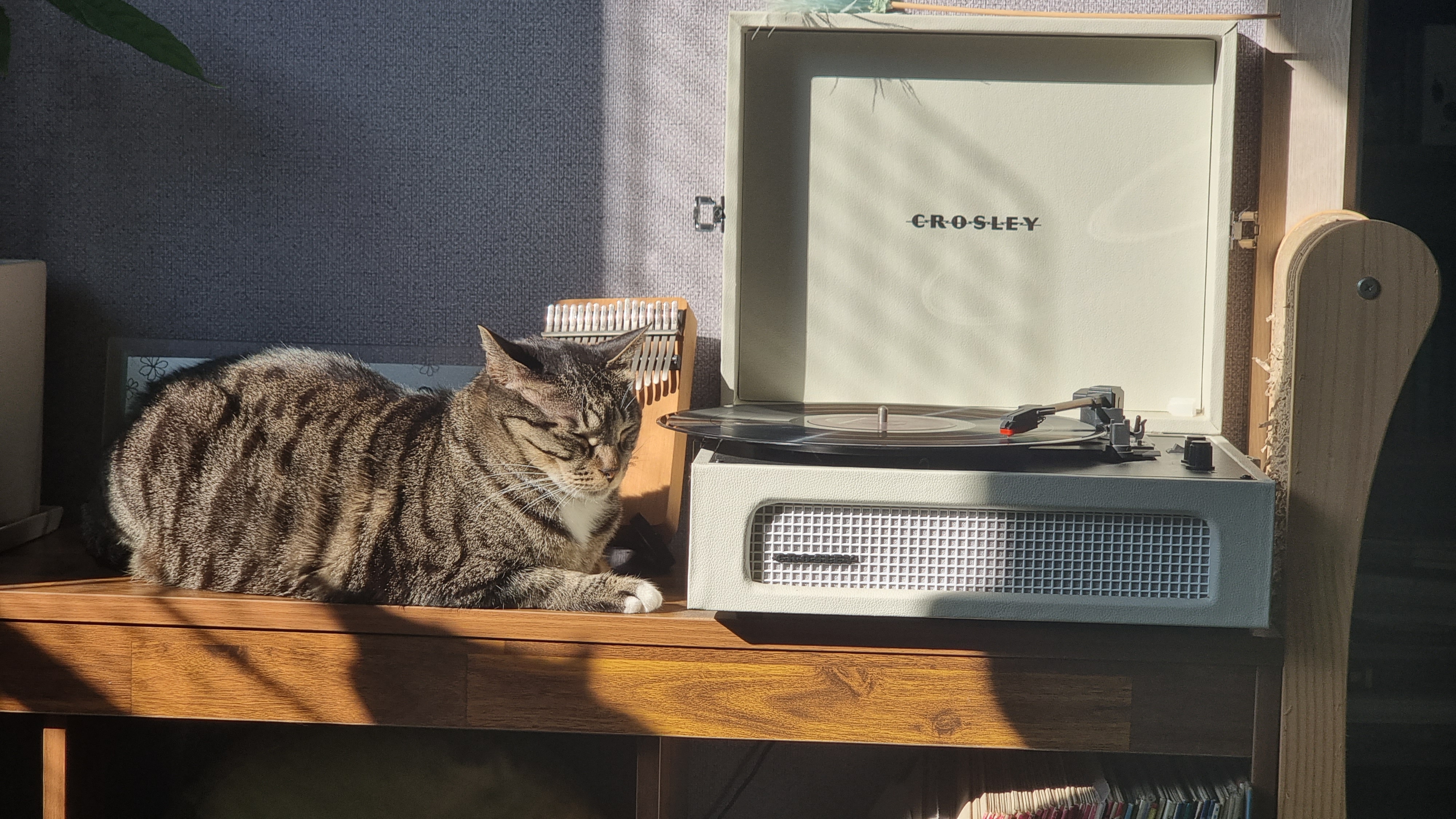 만두와 벌써 6년~