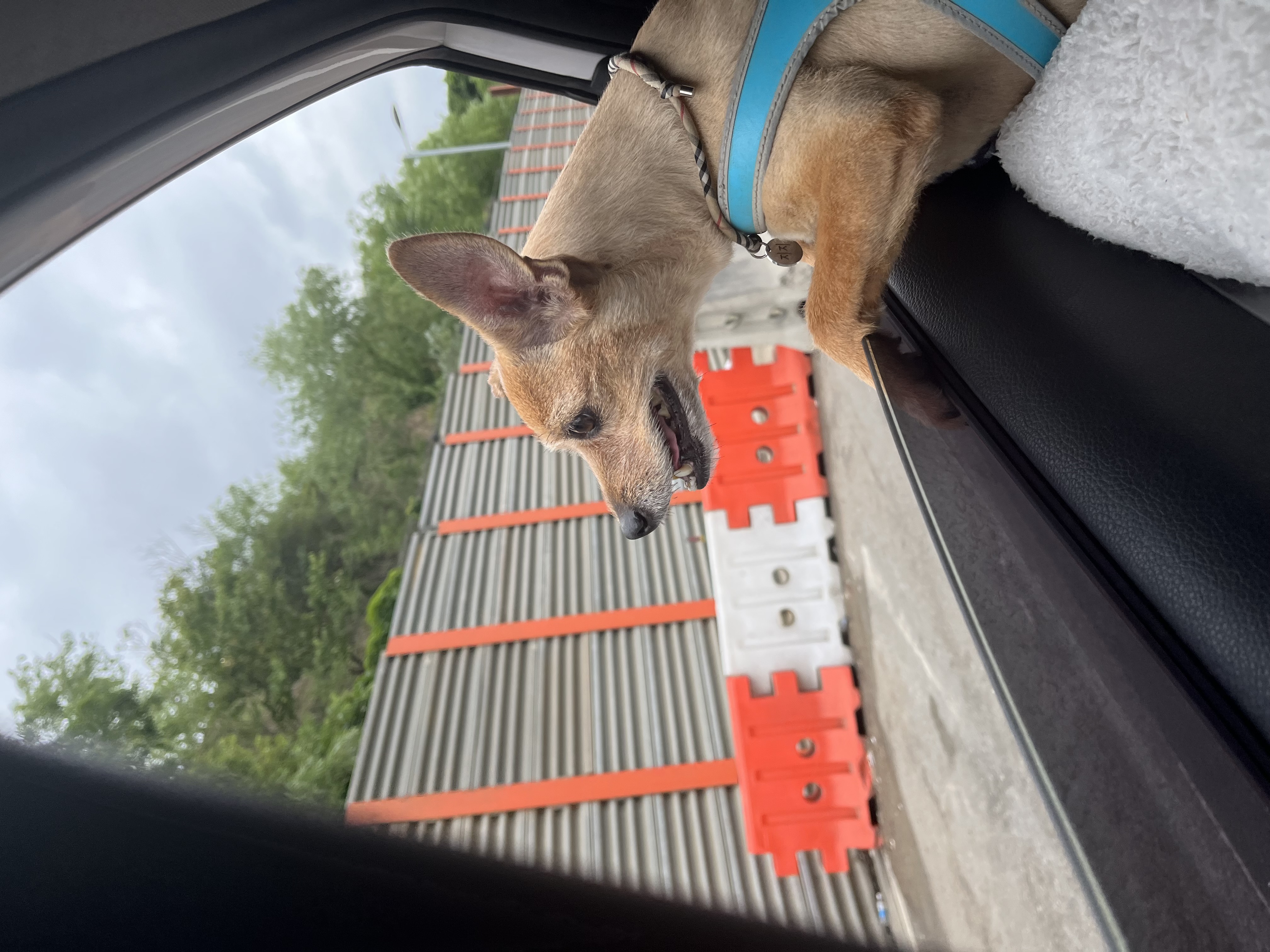 현 지지, 구 다솜이 근황 (입양후 10년) 