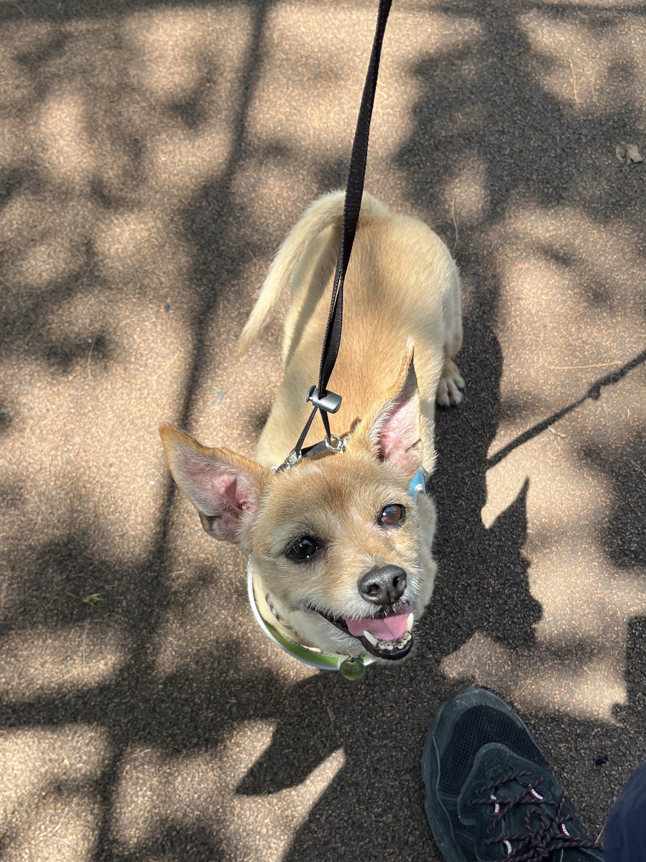 현 지지, 구 다솜이 근황 (입양후 10년) 