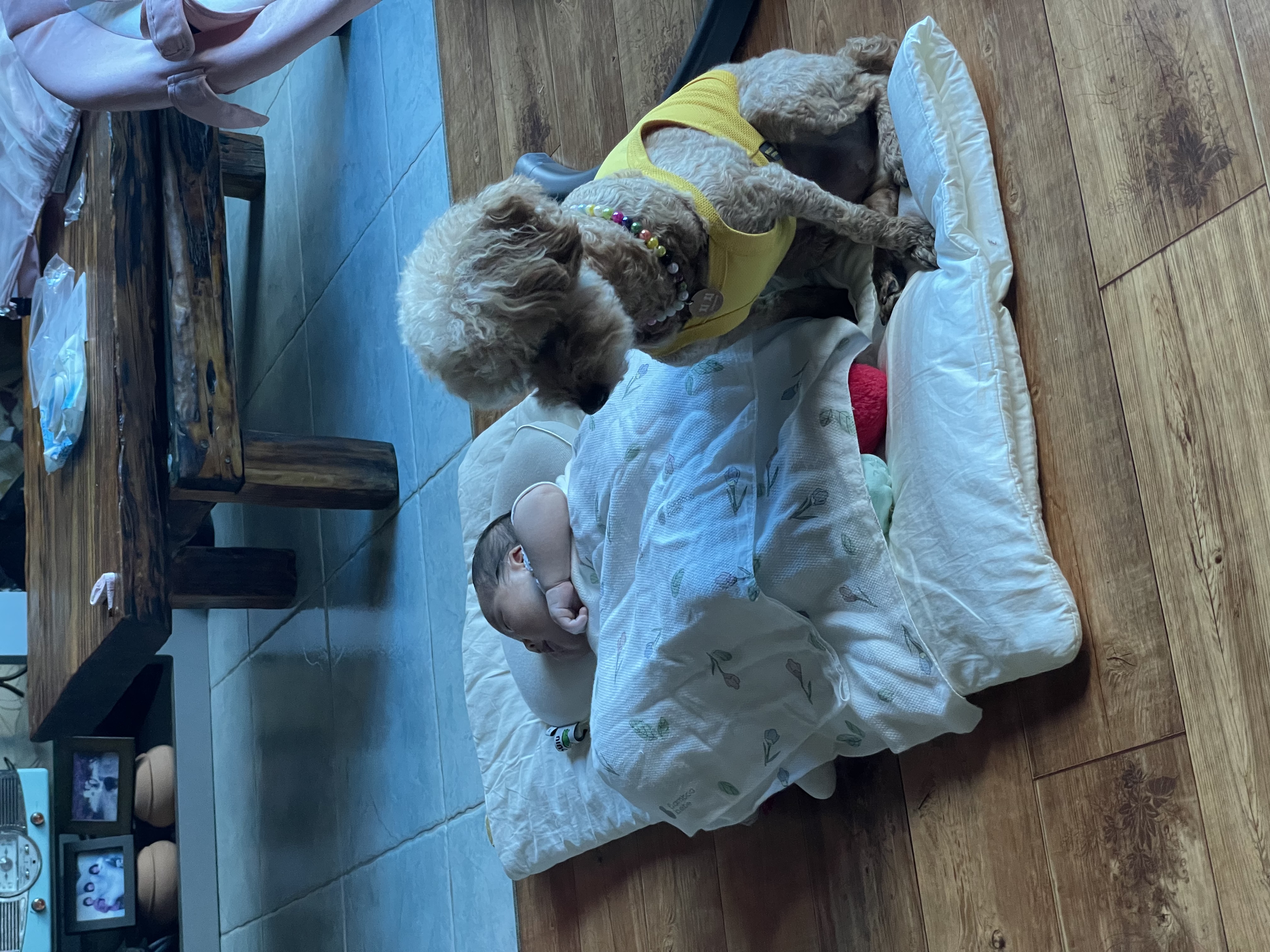 치치 소식 전해드려요!ㅕㄴ