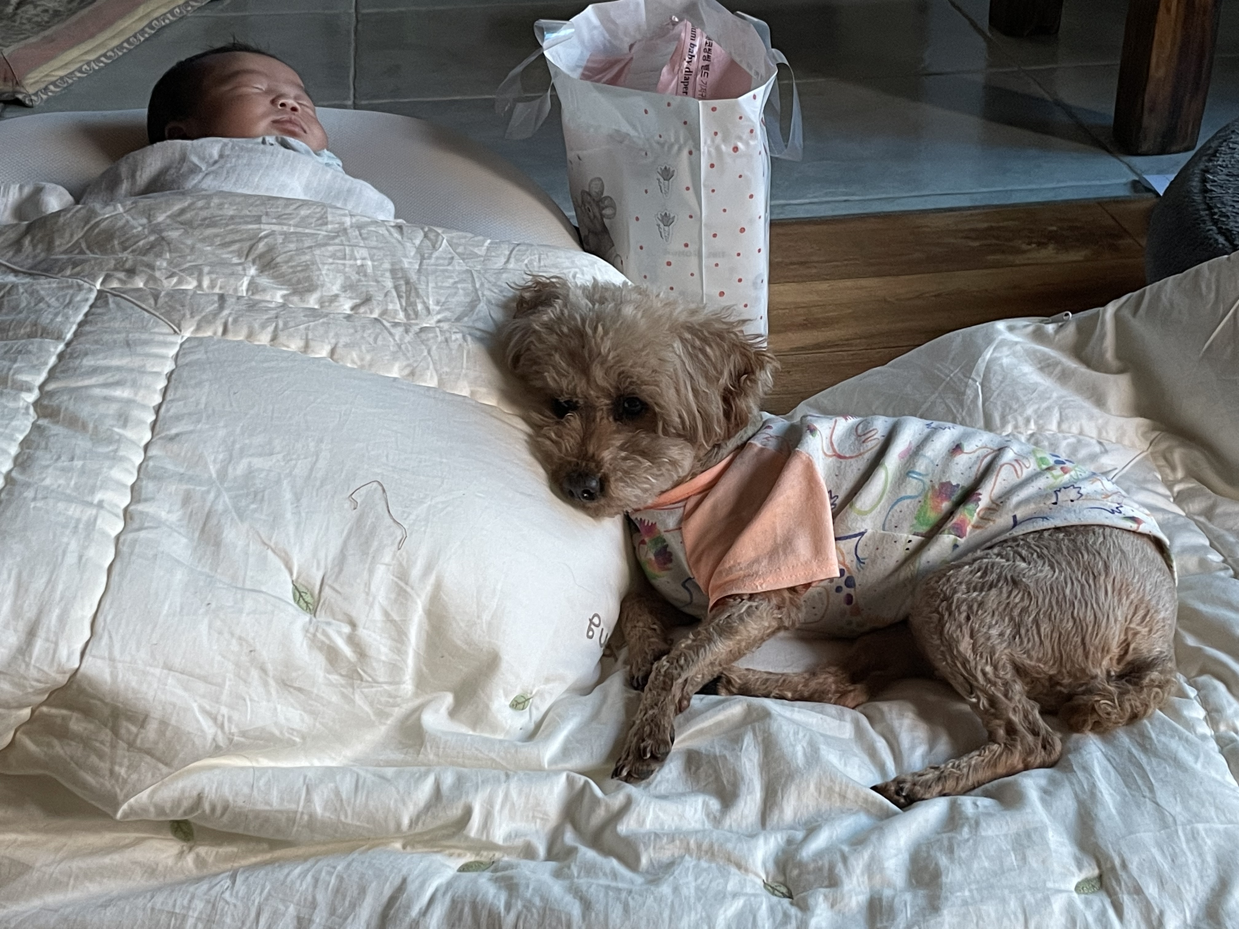 치치 소식 전해드려요!ㅕㄴ