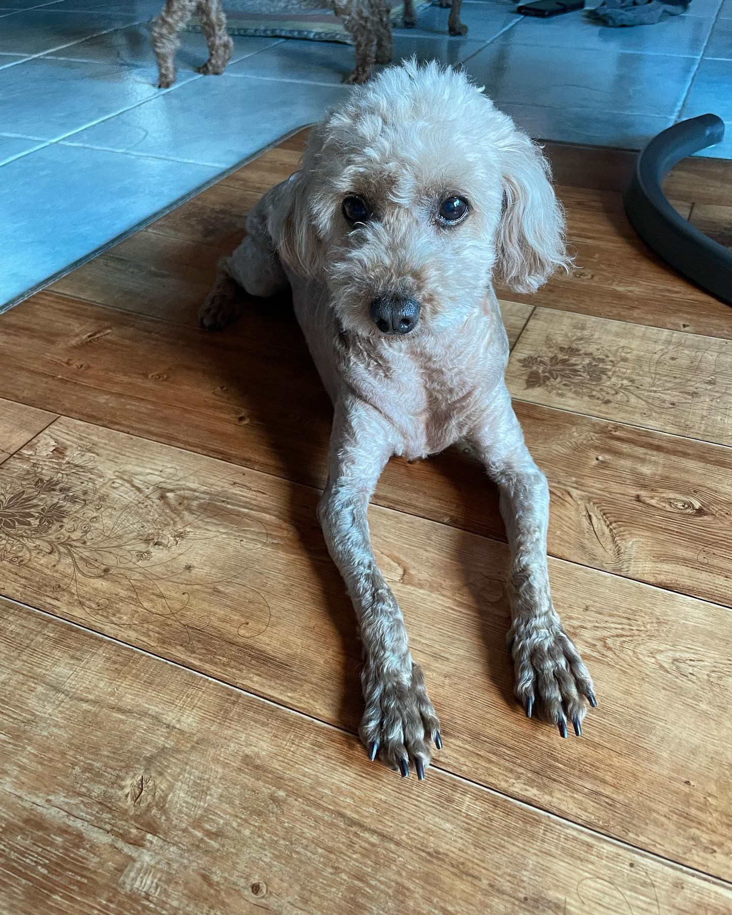 치치 소식 전해드려요!ㅕㄴ