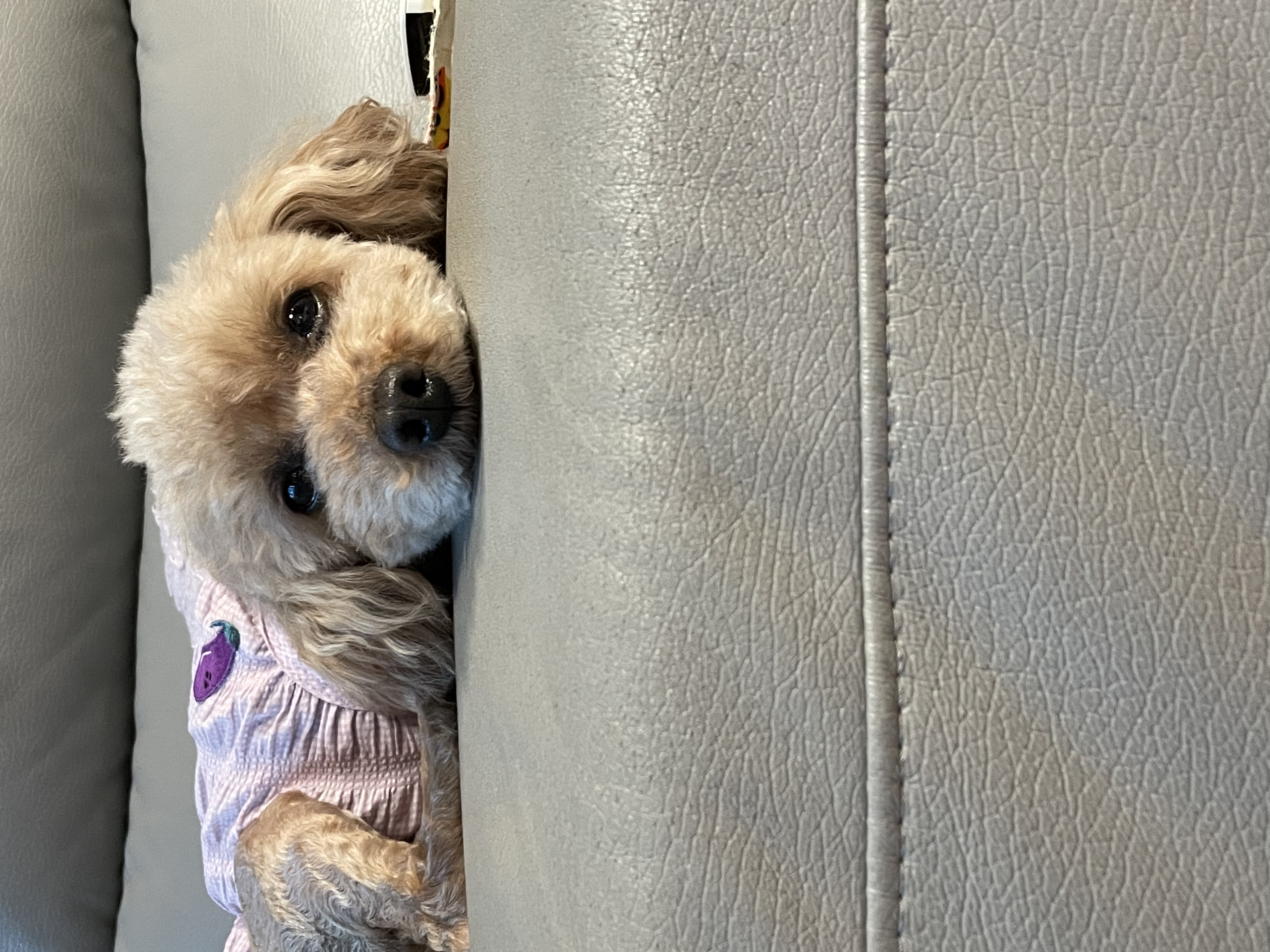 치치 소식 전해드려요!ㅕㄴ