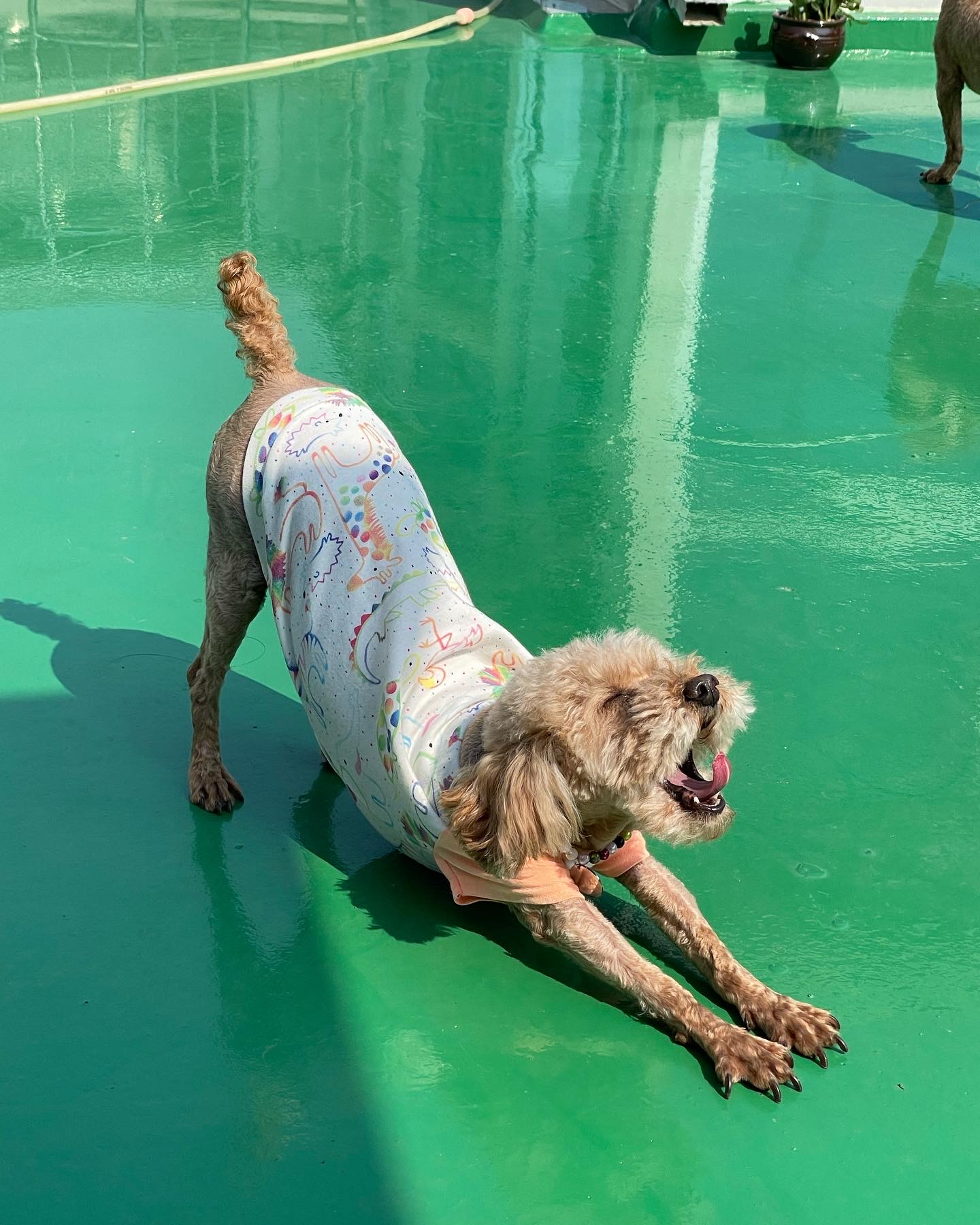 치치 소식 전해드려요!ㅕㄴ