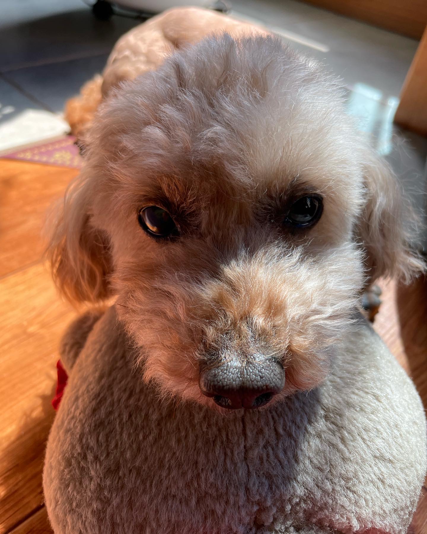 치치 소식 전해드려요!ㅕㄴ