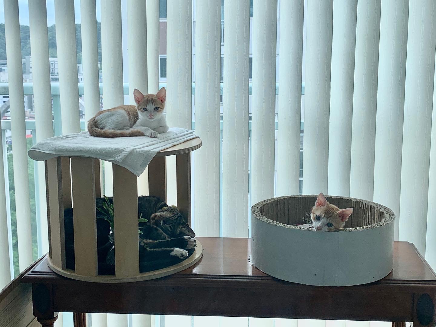 바니(용감)&차니(씩씩)1주일 ~