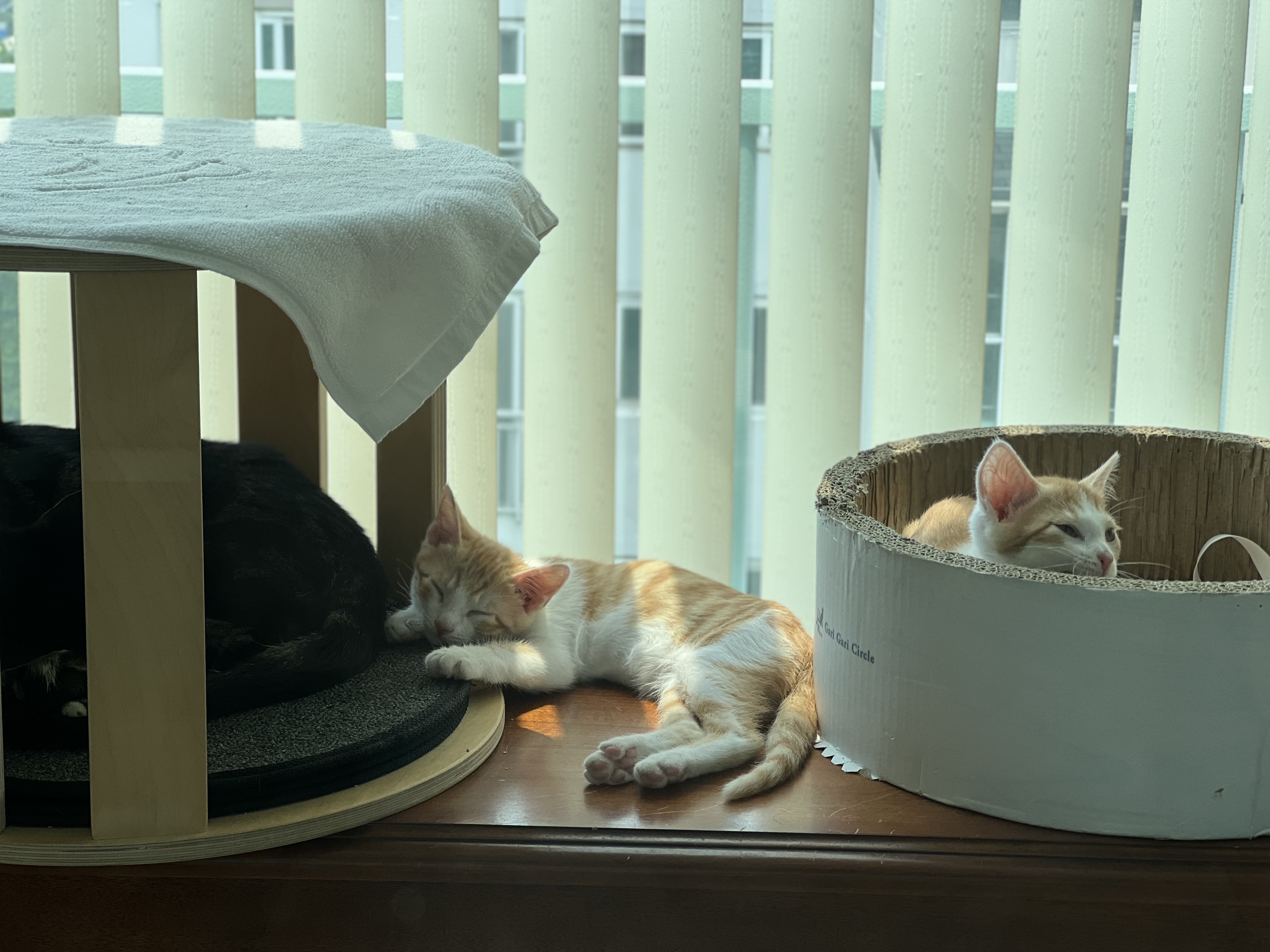 바니(용감)&차니(씩씩)1주일 ~