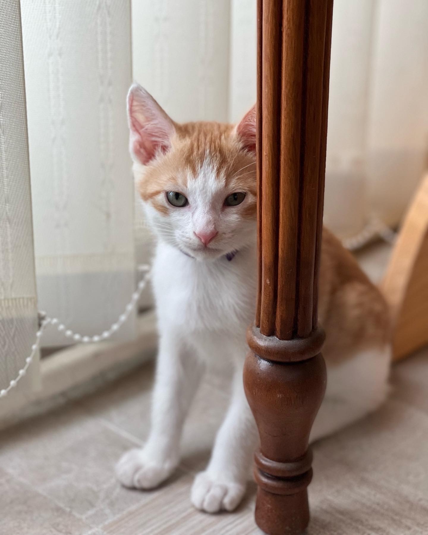 바니(용감)&차니(씩씩)1주일 ~