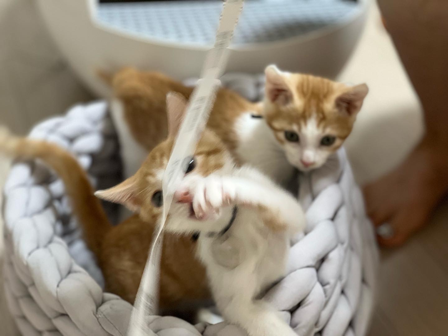 바니(용감)&차니(씩씩)1주일 ~