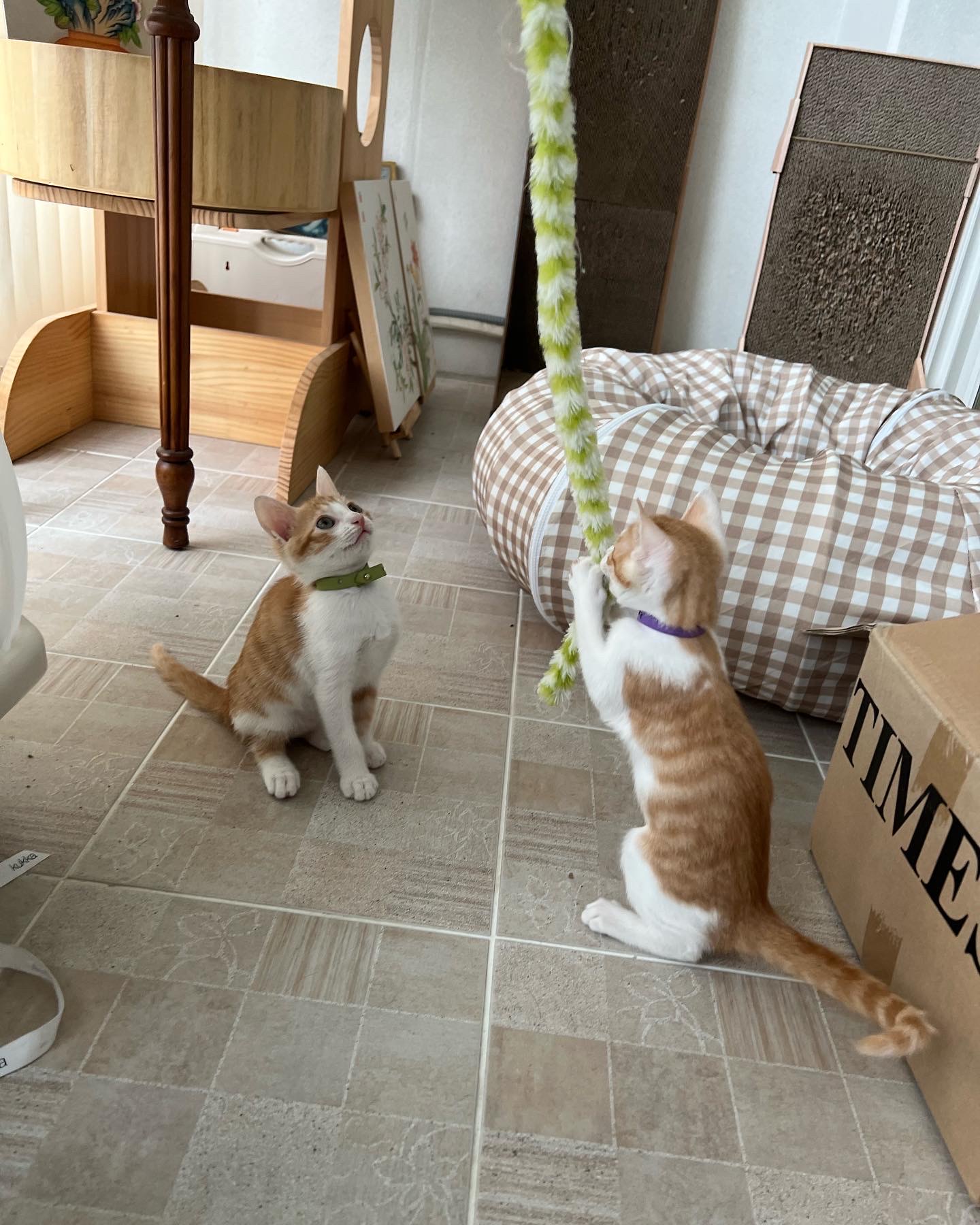 바니(용감)&차니(씩씩)1주일 ~