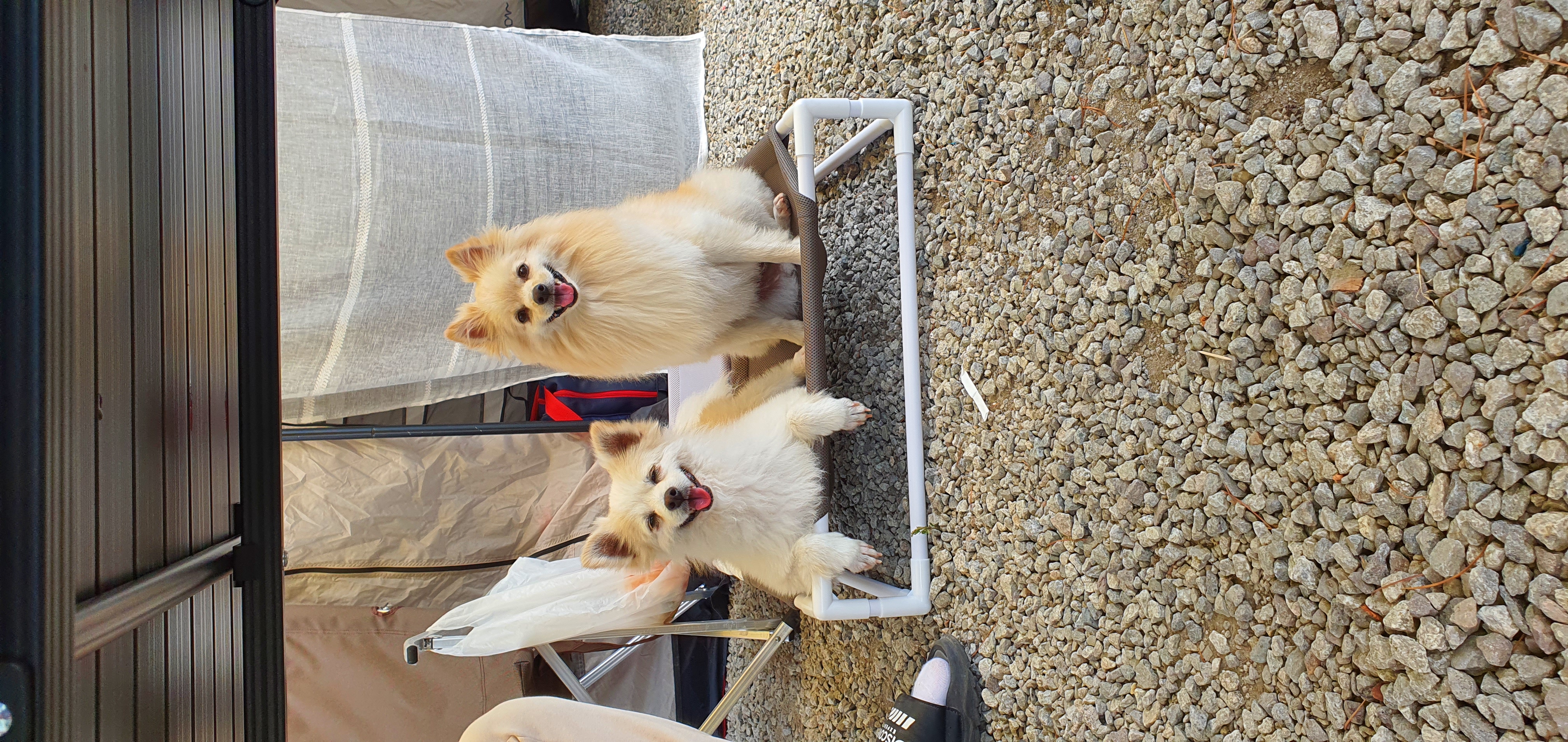 곤지암 몽쉘이(땅콩)이 1년 소식 전하러왔어요~!