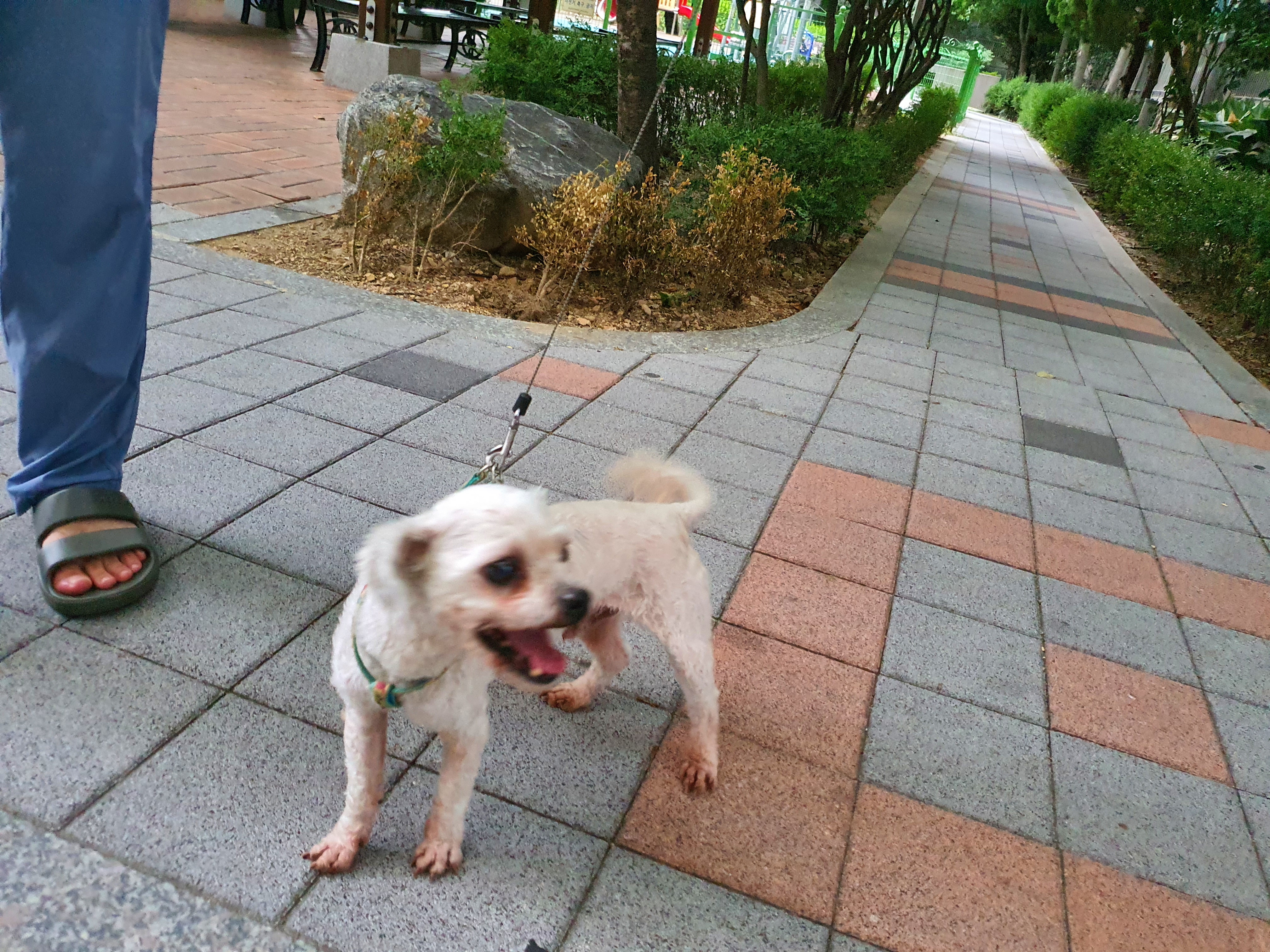 솔이 입양후기입니다