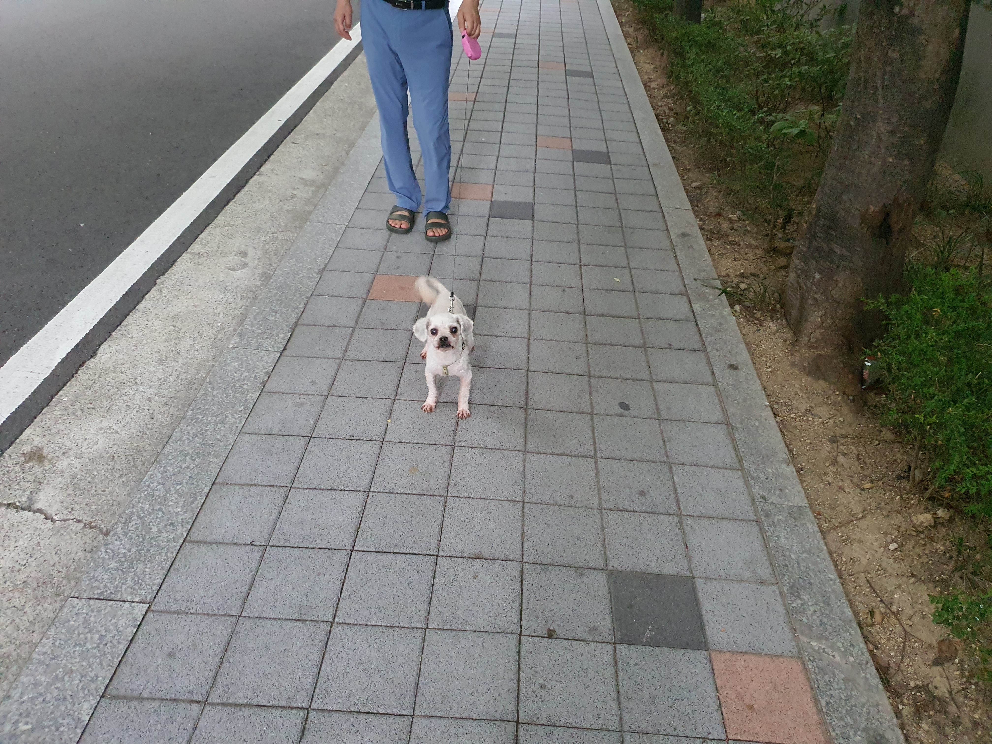 솔이 입양후기입니다