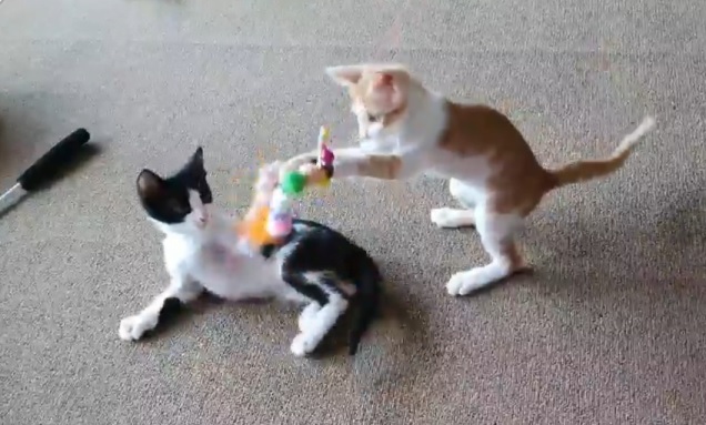 힘찬이와 무럭이 입양 일주일